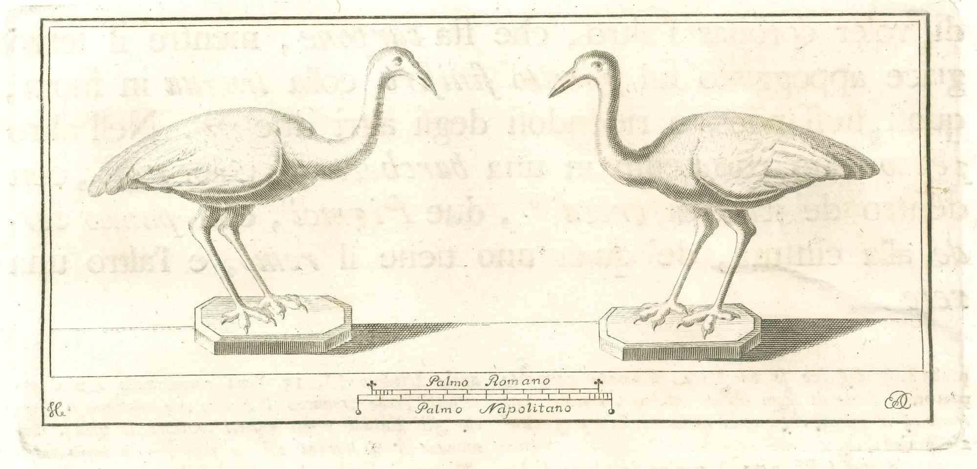Oiseaux Fresque - Gravure - 18e siècle