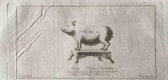 Figures d'animaux - eau-forte originale de divers maîtres anciens - années 1750