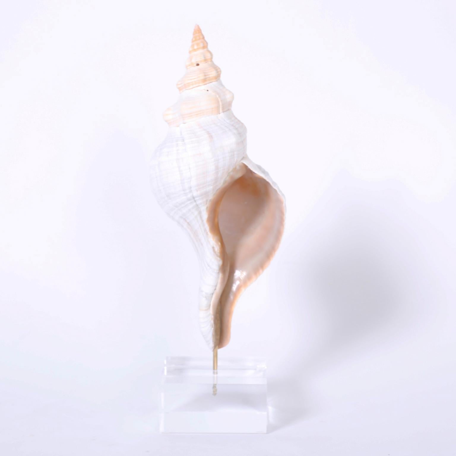Various Seashells Mounted on Lucite, Priced Individually 1
