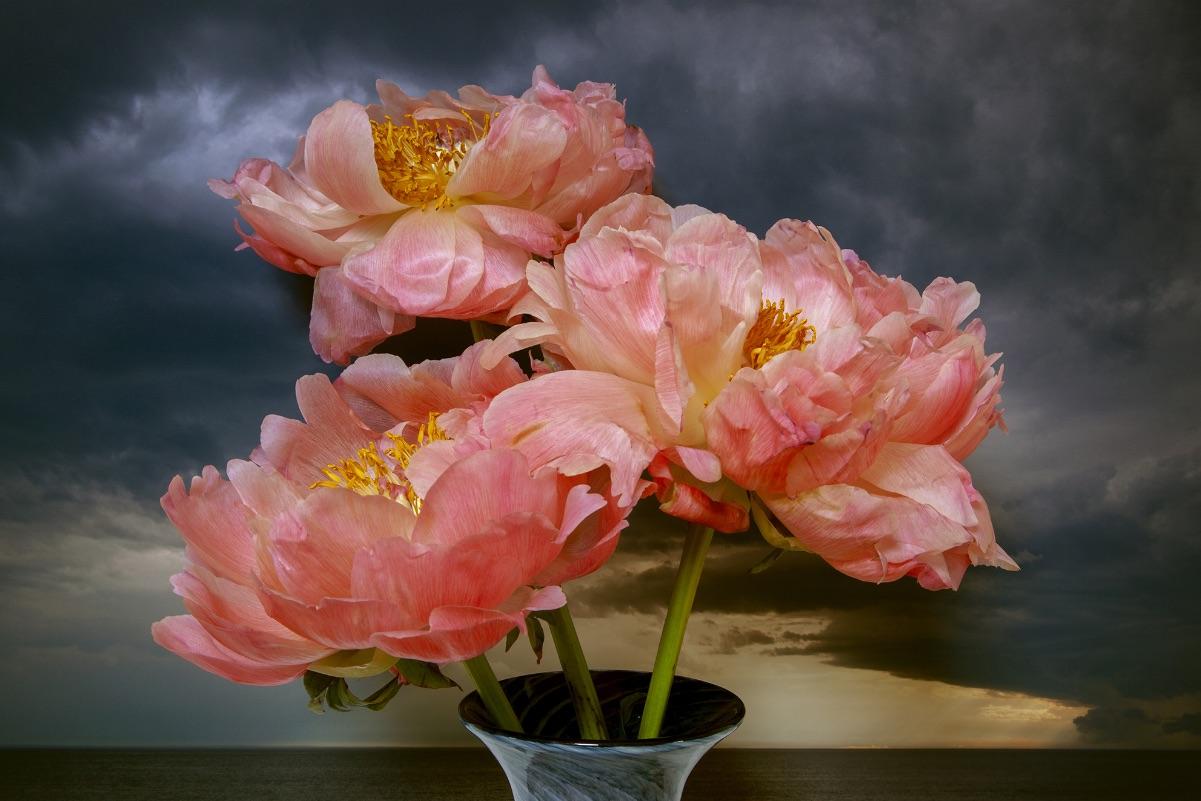 Vaughn Sills Color Photograph - Coral Peonies Northumberland Strait