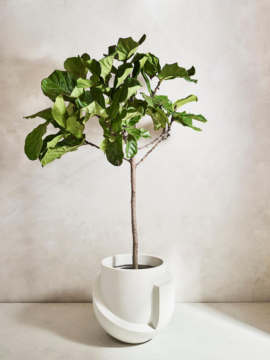 Large Bonded Marble floor planter in smooth satin finish

This generously sized planter is realized in a very indestructible bonded Carrara Marble. Suitable for indoor or outdoor. Option for a drainage hole or no hole for indoor use.

Vessel