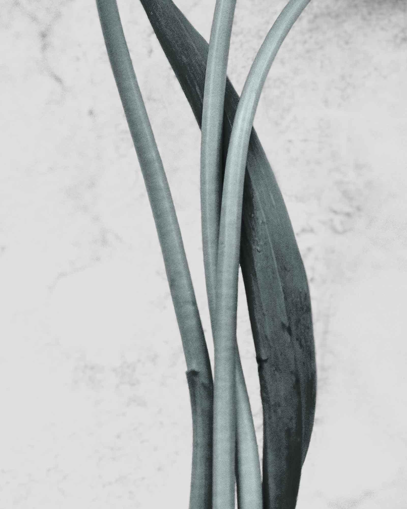 Botanica #12 (Tulipa Gesneriana) - Contemporary Photograph by Vee Speers