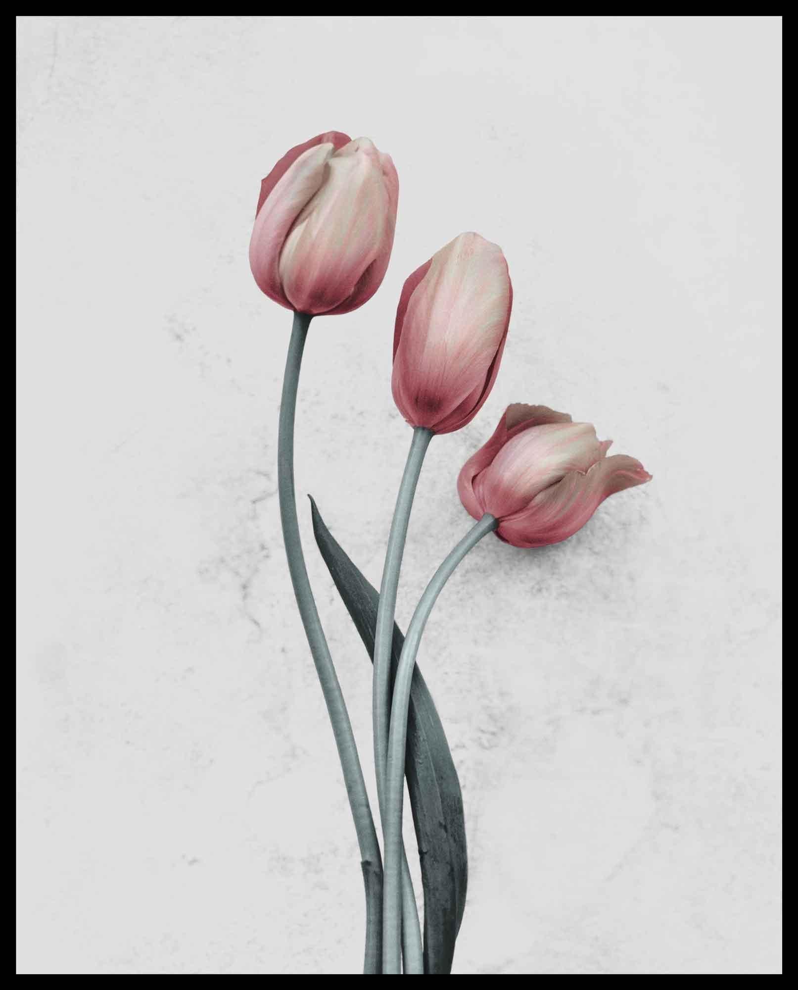 Botanica #12 (Tulipa Gesneriana) - Gray Color Photograph by Vee Speers