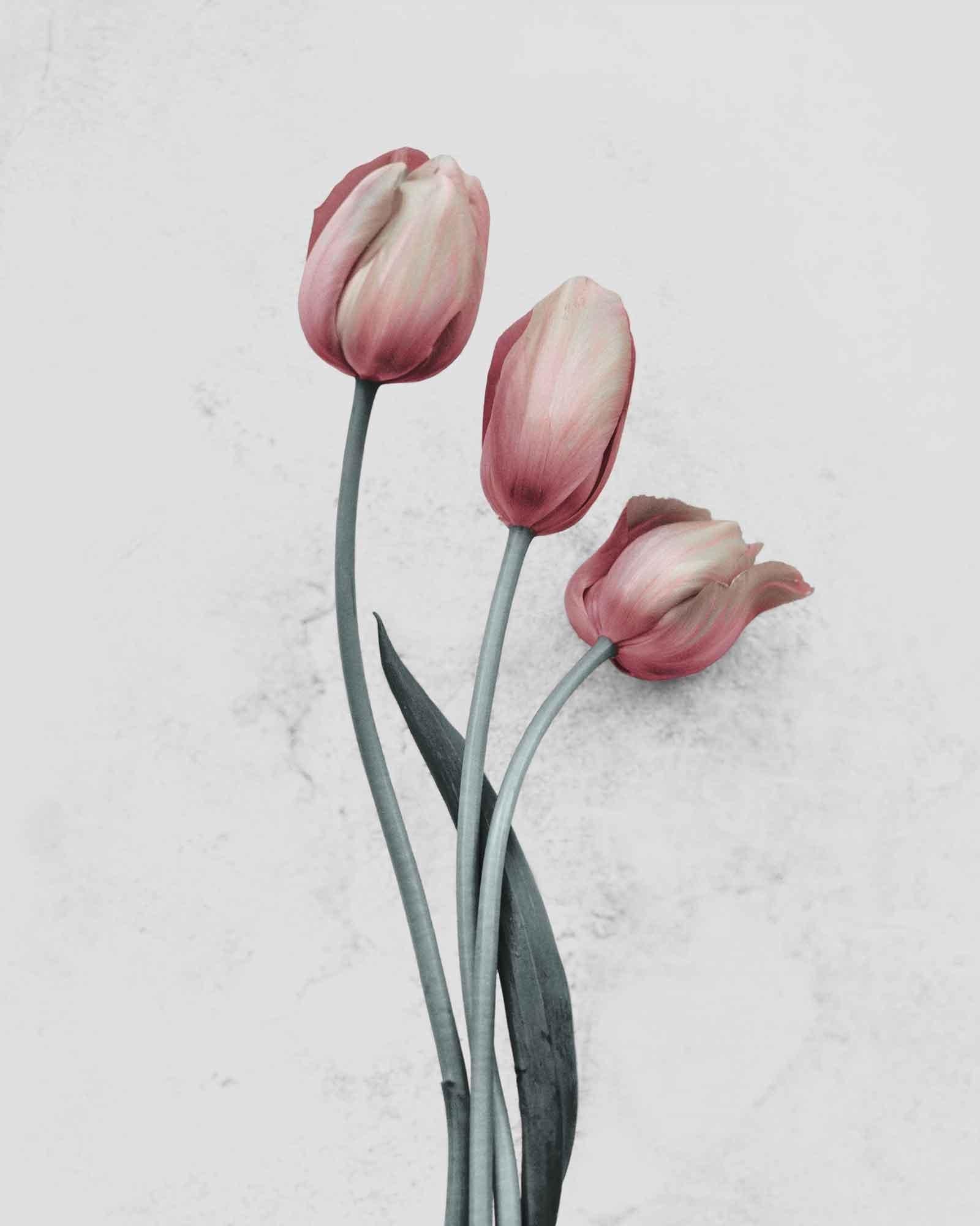 Vee Speers Color Photograph - Botanica #12 (Tulipa Gesneriana)