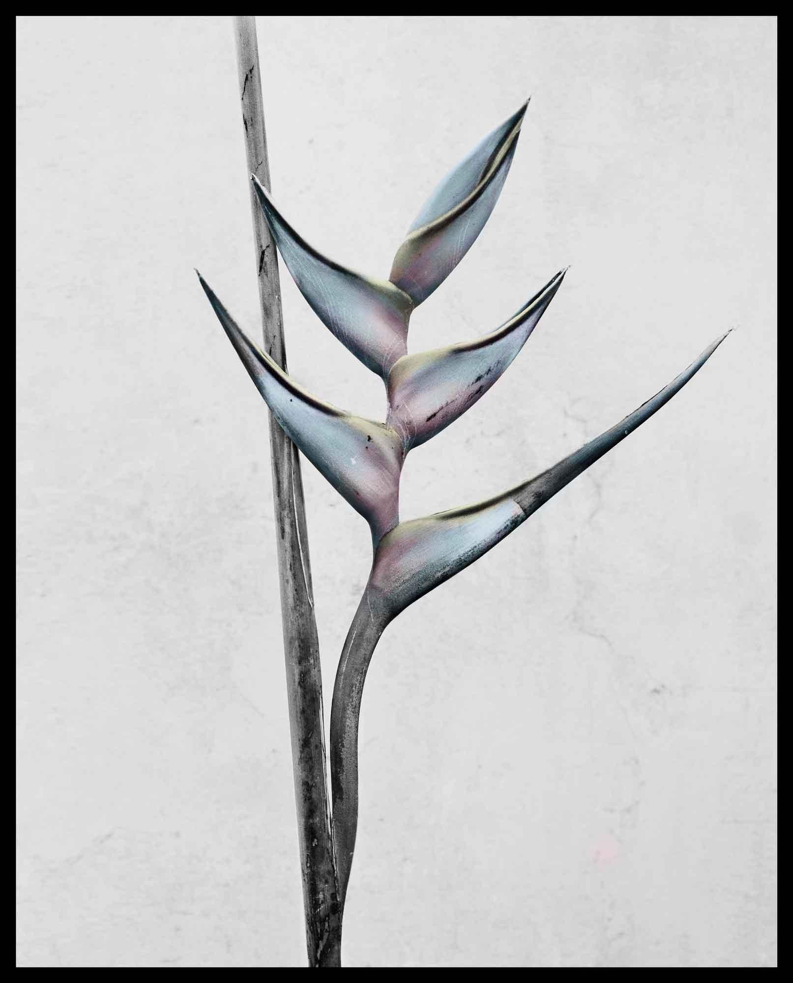 Botanica n°13 (Heliconia Bihai) - Gris Color Photograph par Vee Speers