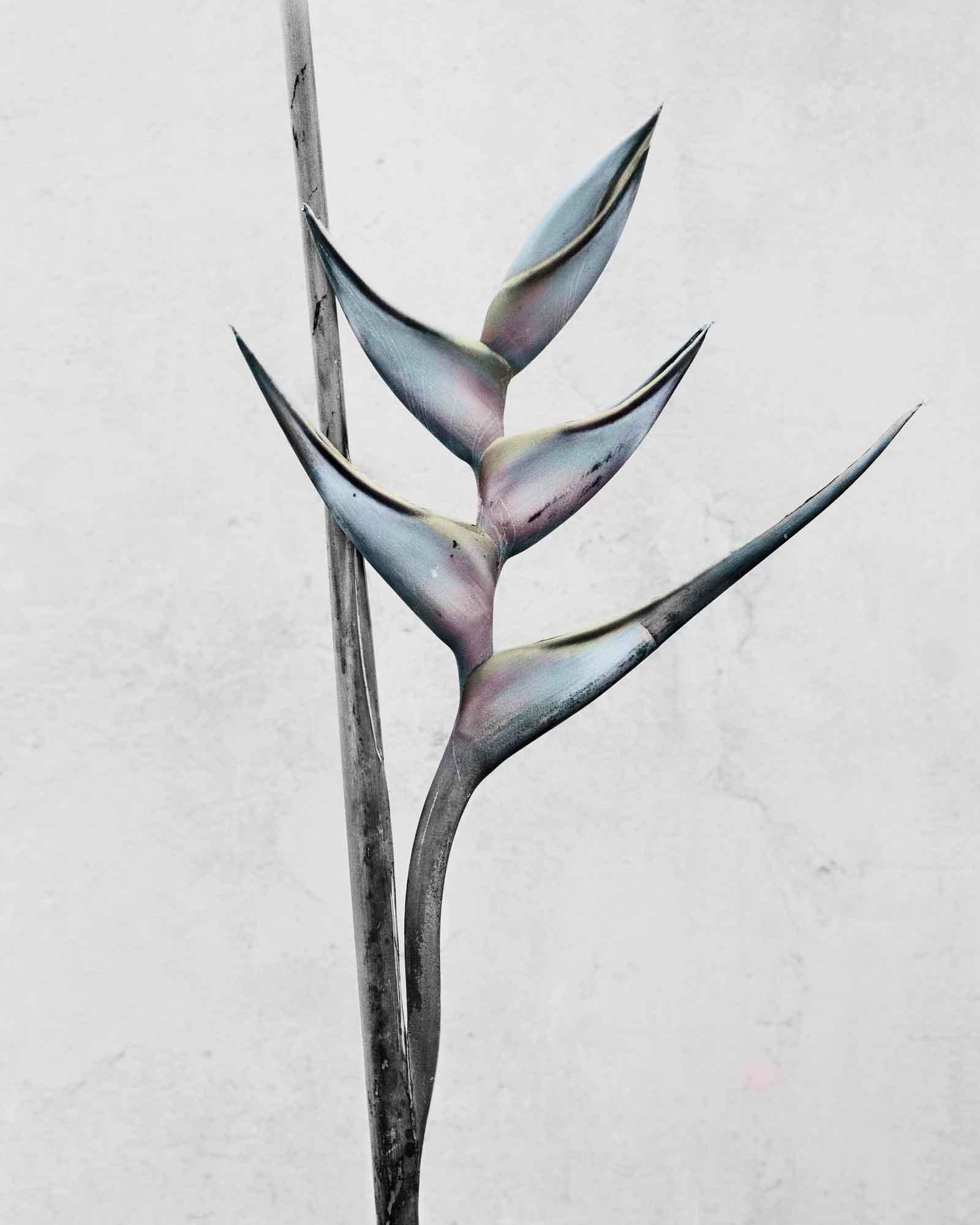 Vee Speers Color Photograph – Botanica #13 (Heliconia Bihai)