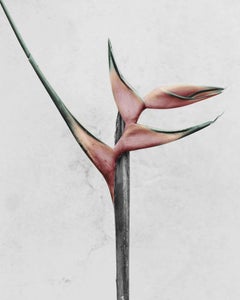Botanica #14 (Heliconia Hirsuta)