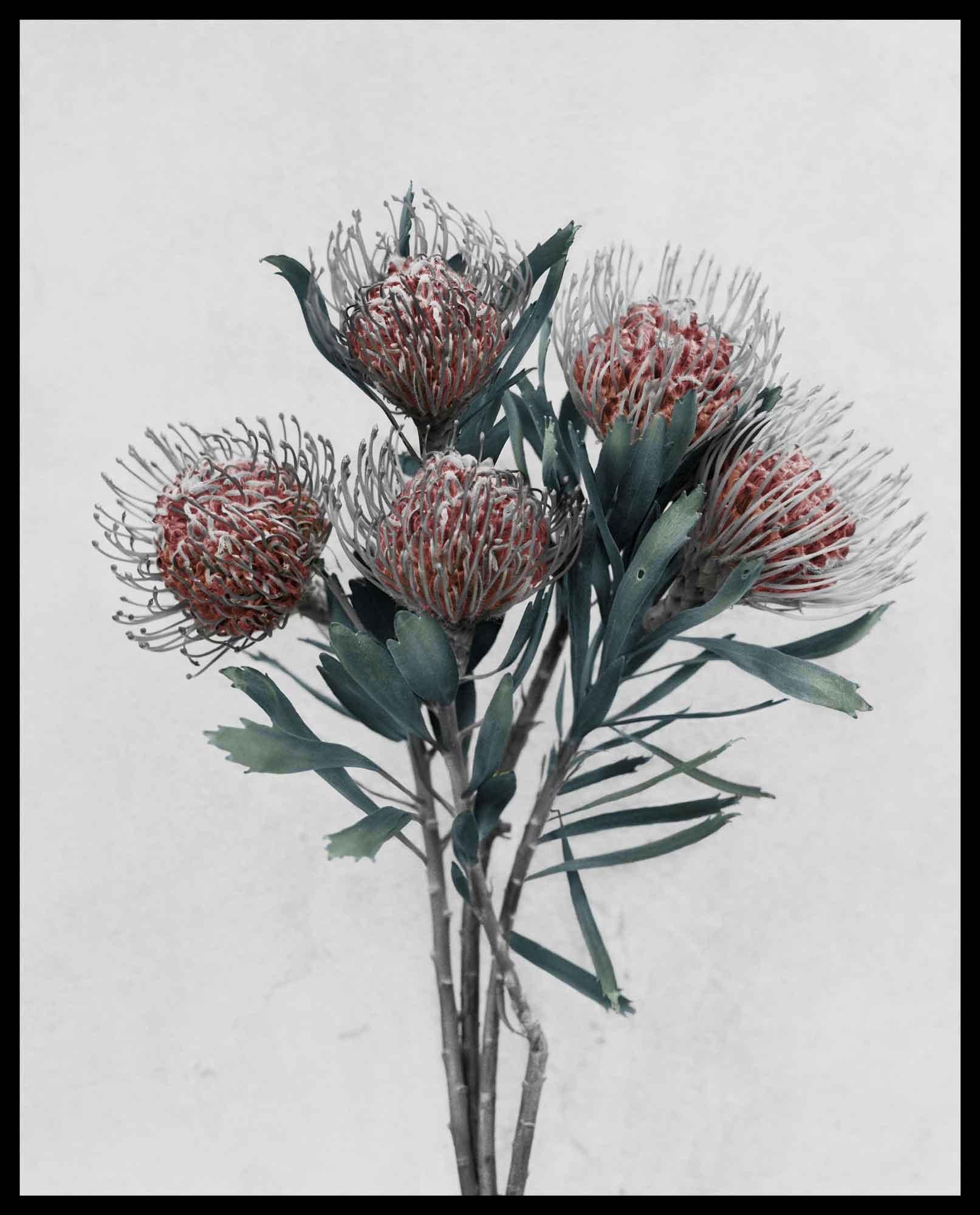 Botanica #15 (Leucospermum Cordifolium) - Gray Still-Life Photograph by Vee Speers