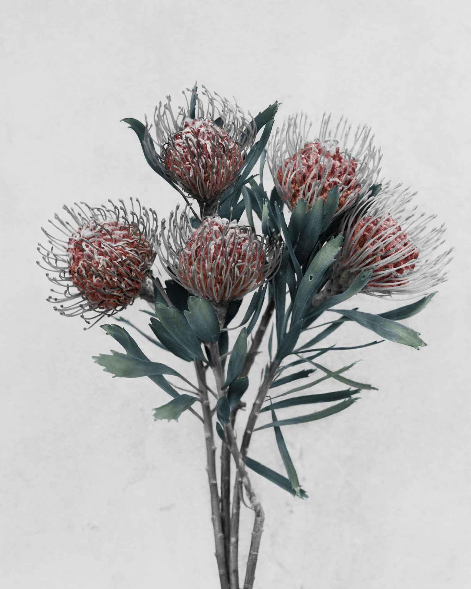Vee Speers Still-Life Photograph - Botanica #15 (Leucospermum Cordifolium)