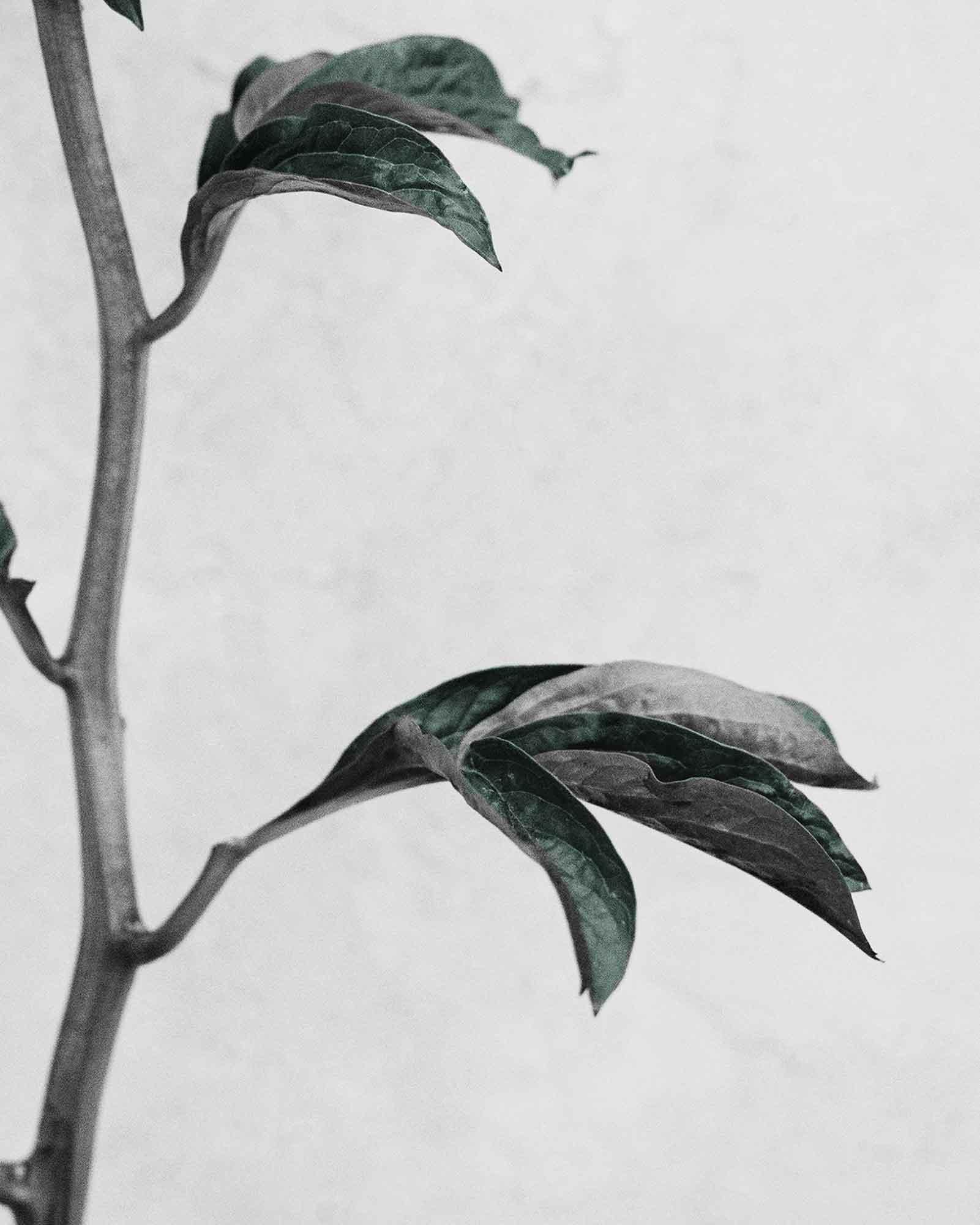 Botanica #16 (Paeonia) – Photograph von Vee Speers