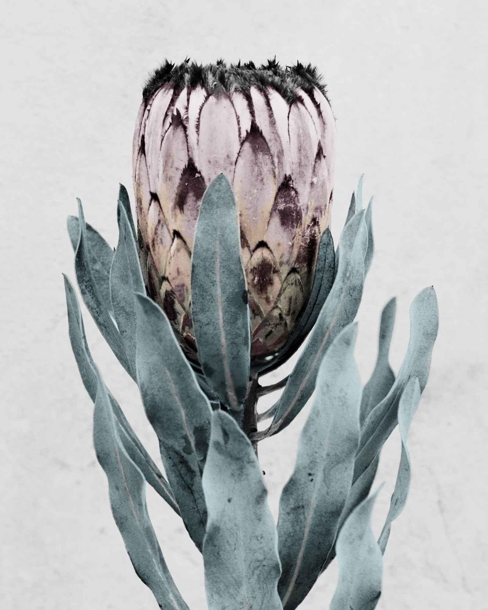 Botanica #17 (Protea Cynaroides) – Photograph von Vee Speers