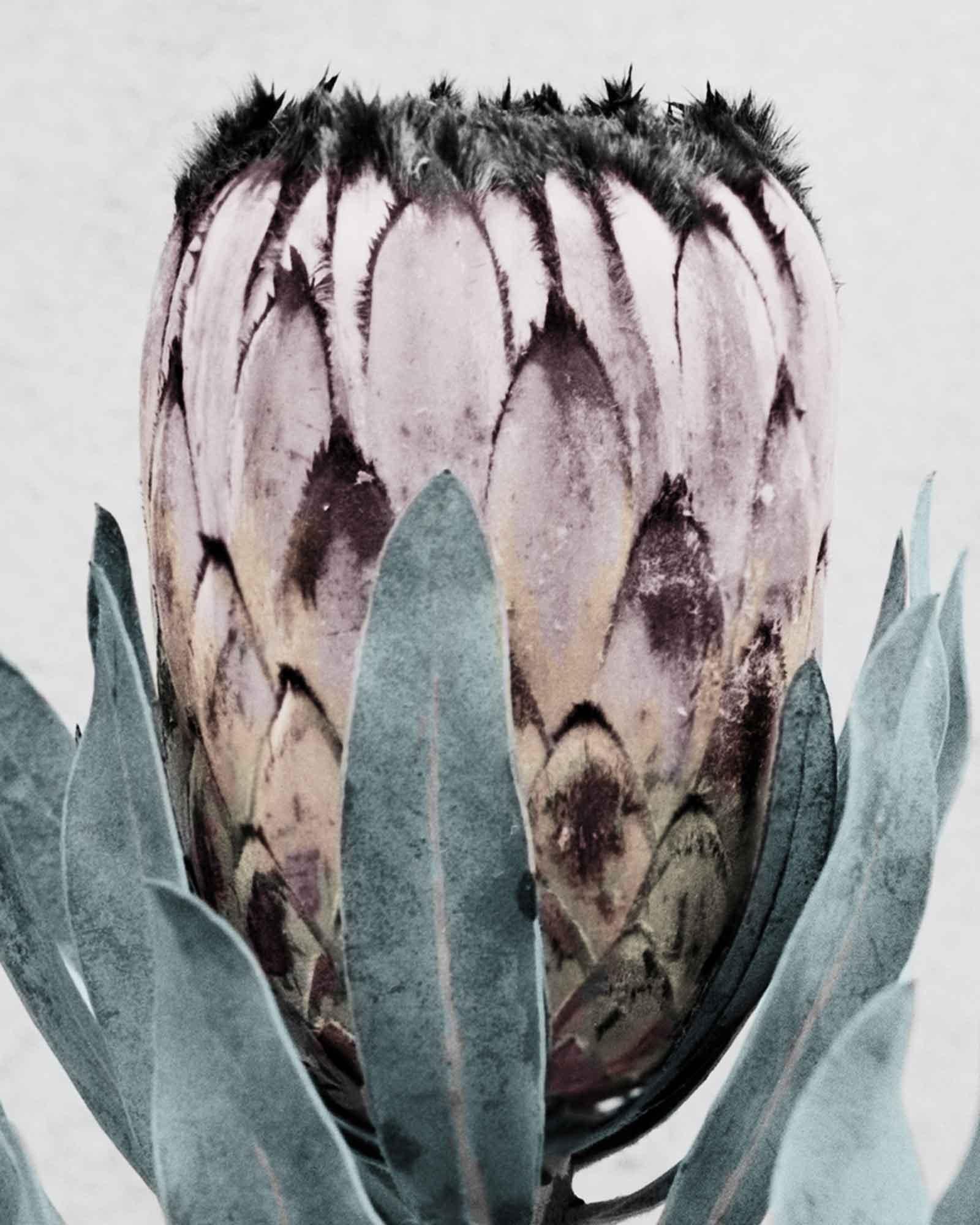Botanica #17 (Protea Cynaroides) - Contemporary Photograph by Vee Speers