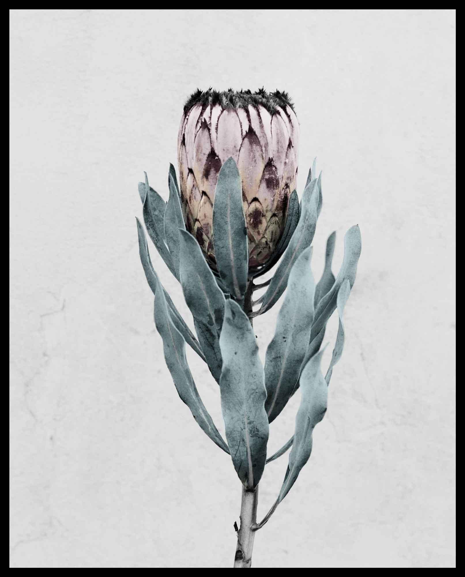Botanica #17 (Protea Cynaroides) - Gris Color Photograph par Vee Speers