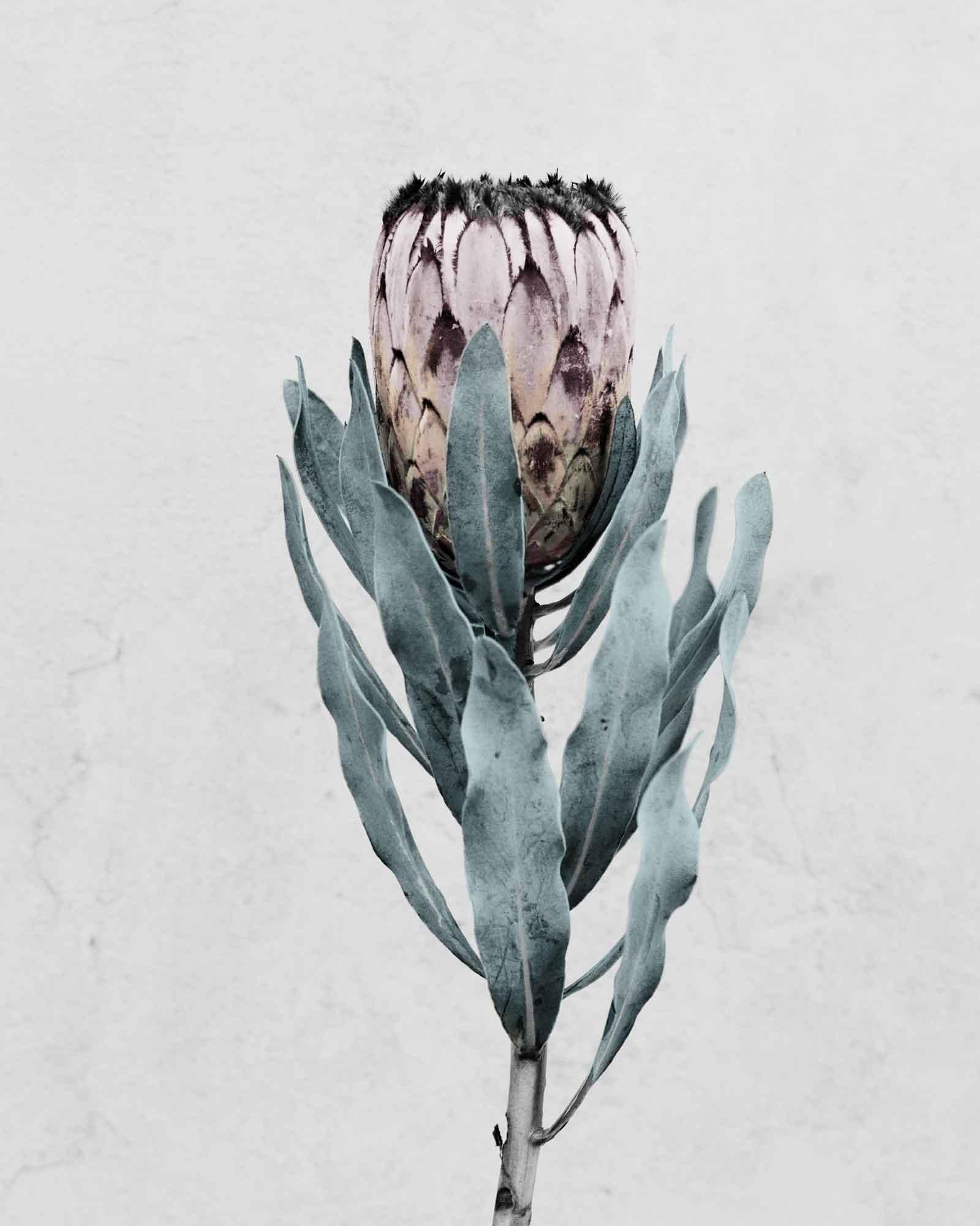 Vee Speers Color Photograph – Botanica #17 (Protea Cynaroides)