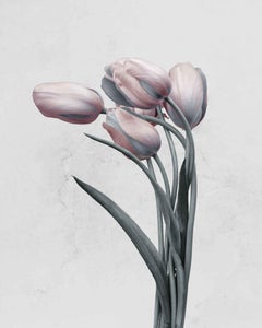 Botanica #18 (Tulipa Gesneriana)