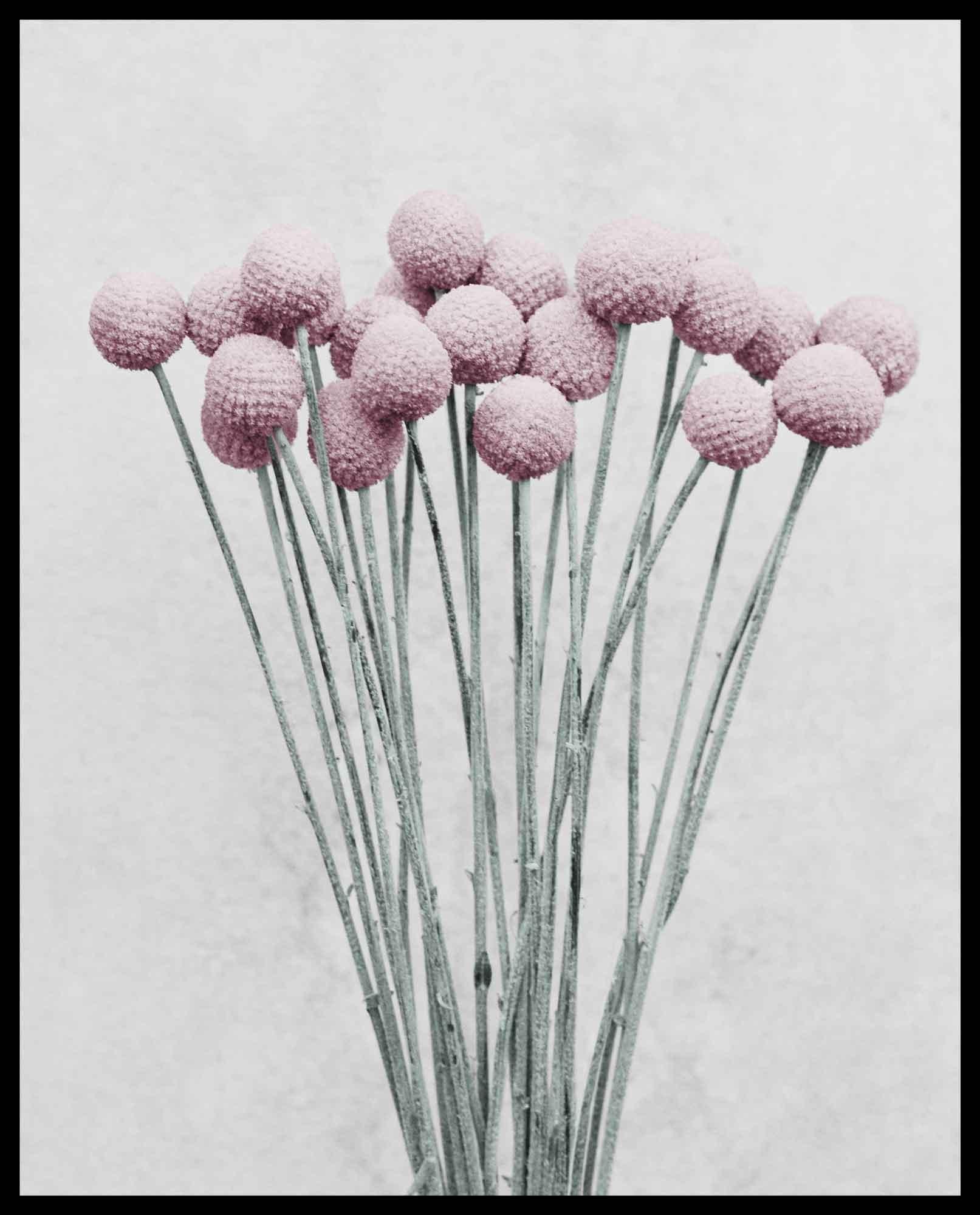 Botanica #19 (Craspedia) - Contemporary Photograph by Vee Speers