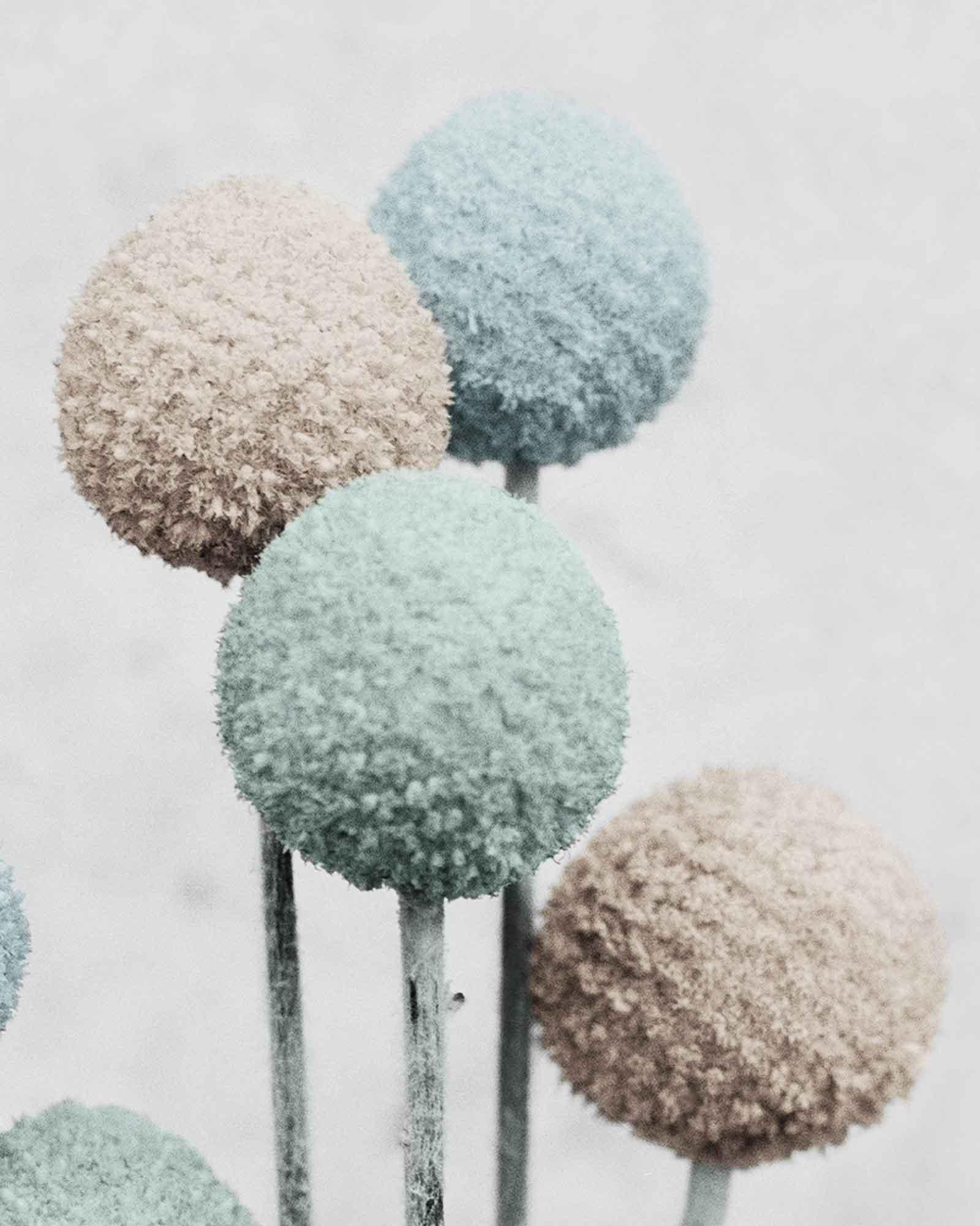 Botanica #20 (Craspedia) - Contemporary Photograph by Vee Speers