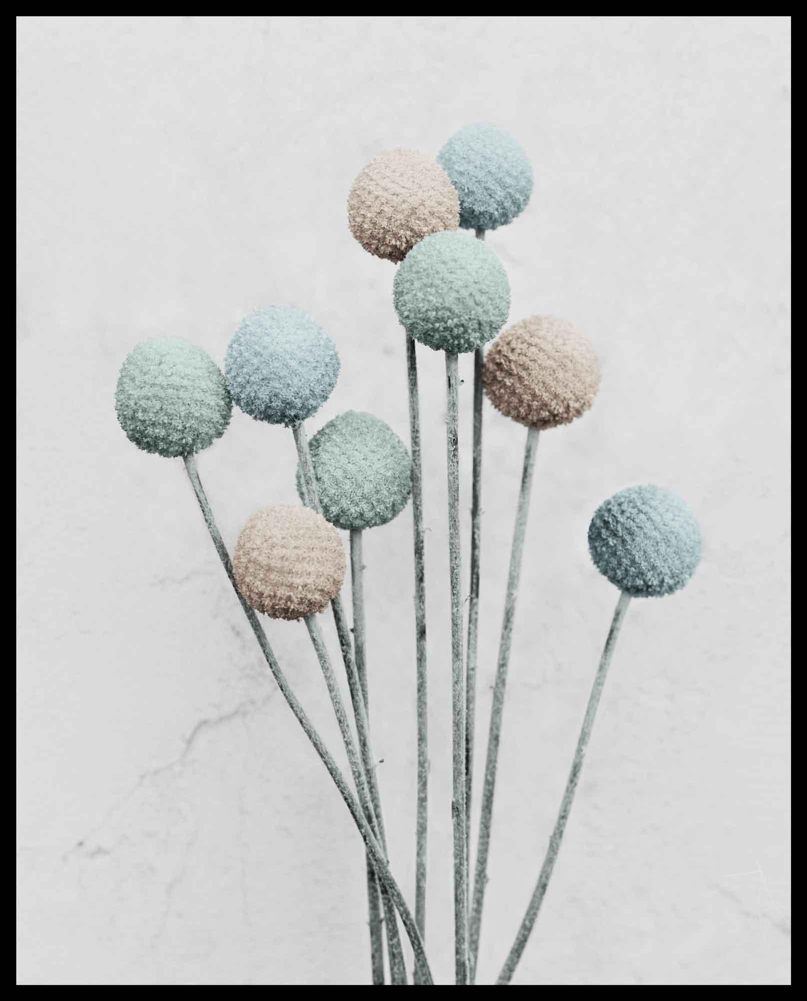 Botanica #20 (Craspedia) - Gray Color Photograph by Vee Speers