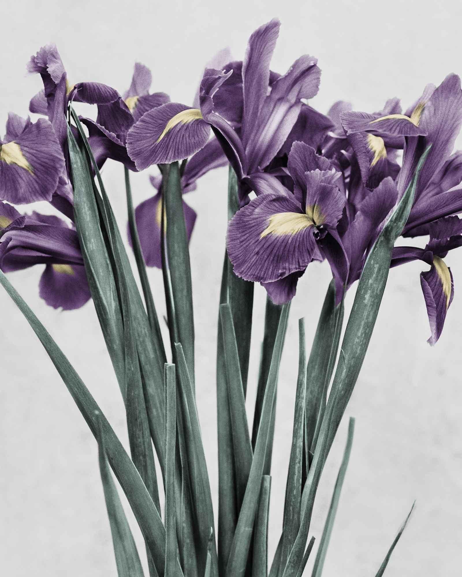 Botanica #21 (Iris Germanica) - Photograph by Vee Speers