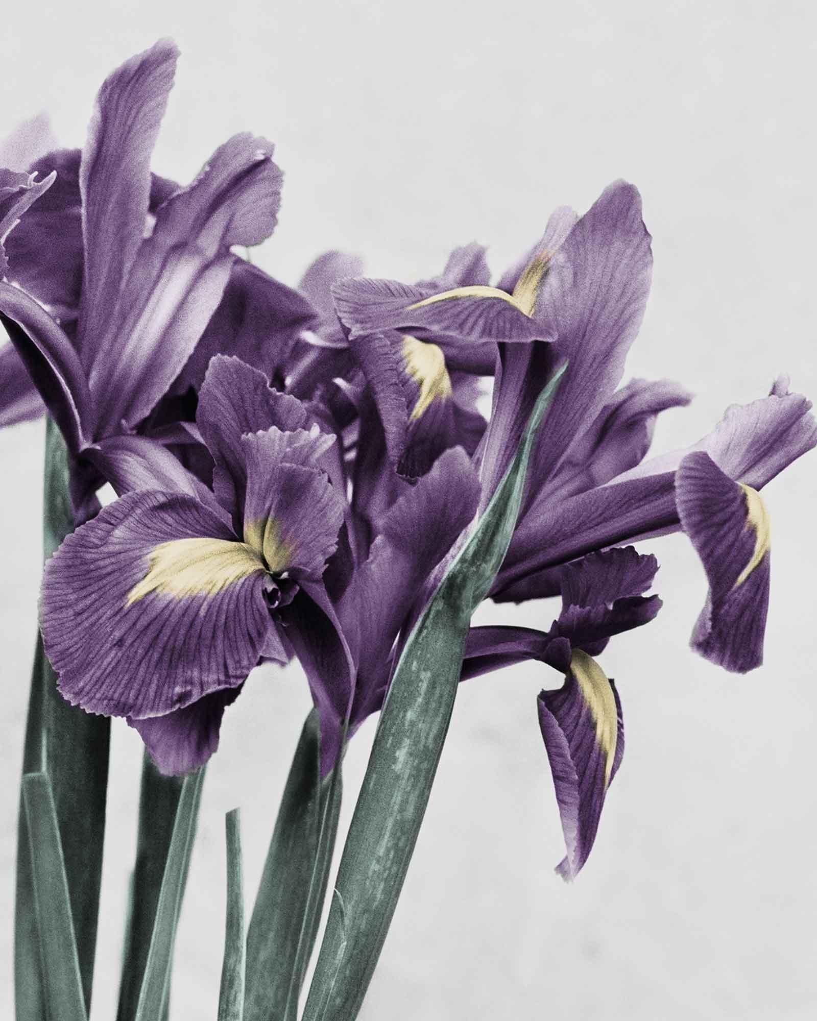 Botanica #21 (Iris Germanica) - Contemporary Photograph by Vee Speers
