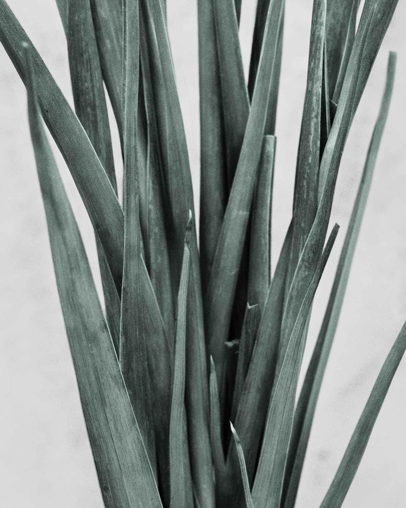 Botanica #21 (Iris Germanica) - Gray Still-Life Photograph by Vee Speers