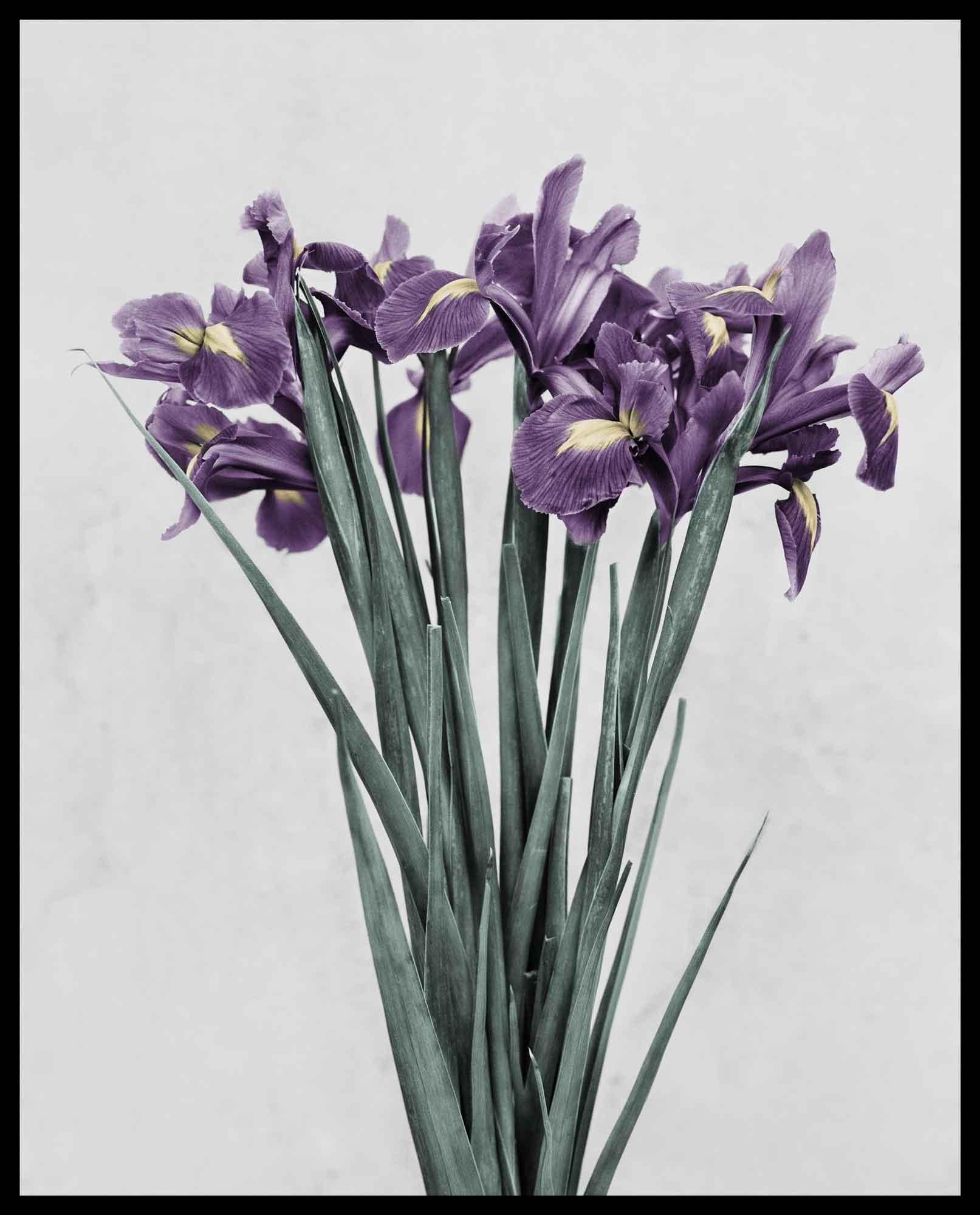 Botanica #21 (Iris Germanica) For Sale 1