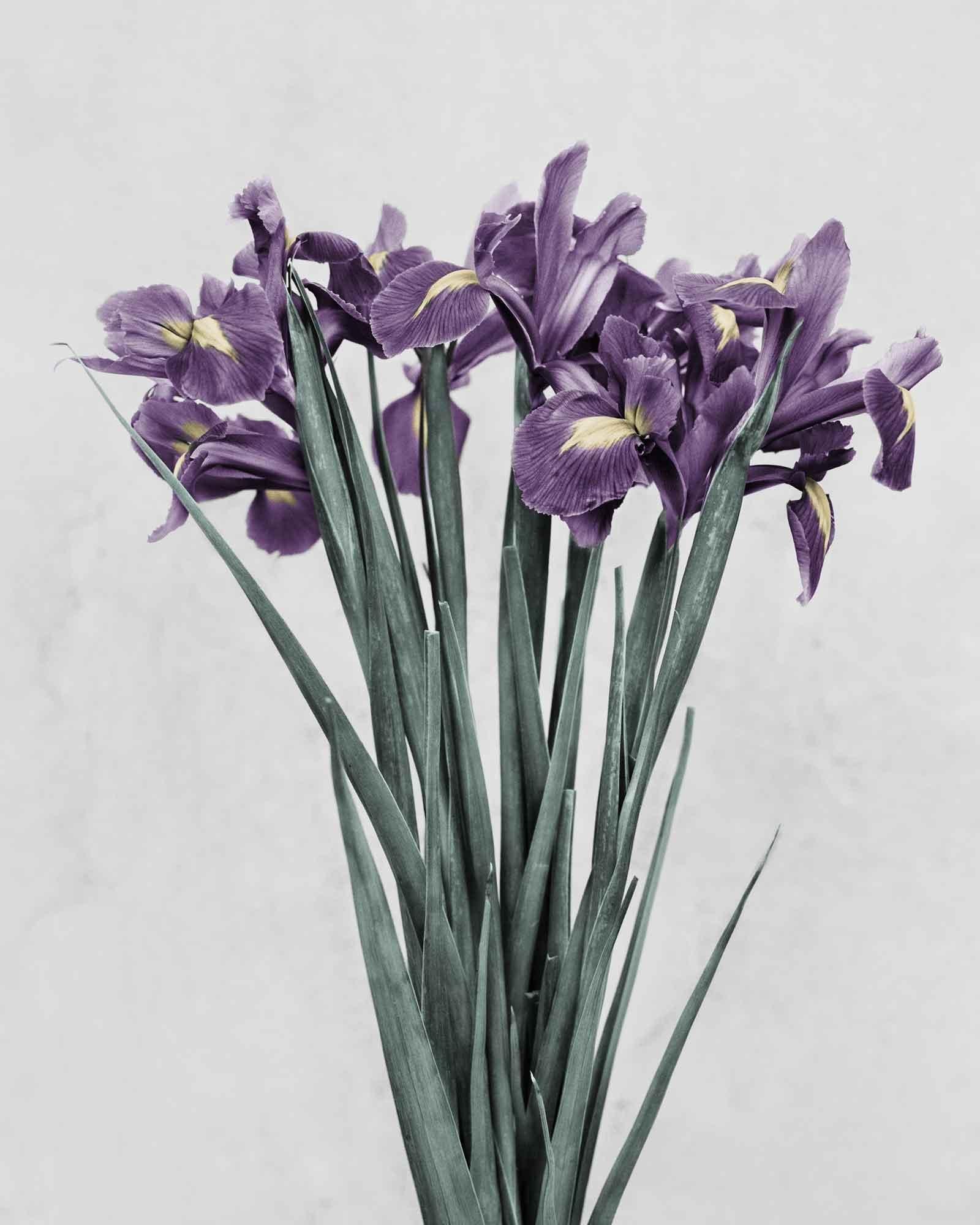 Vee Speers Still-Life Photograph - Botanica #21 (Iris Germanica)