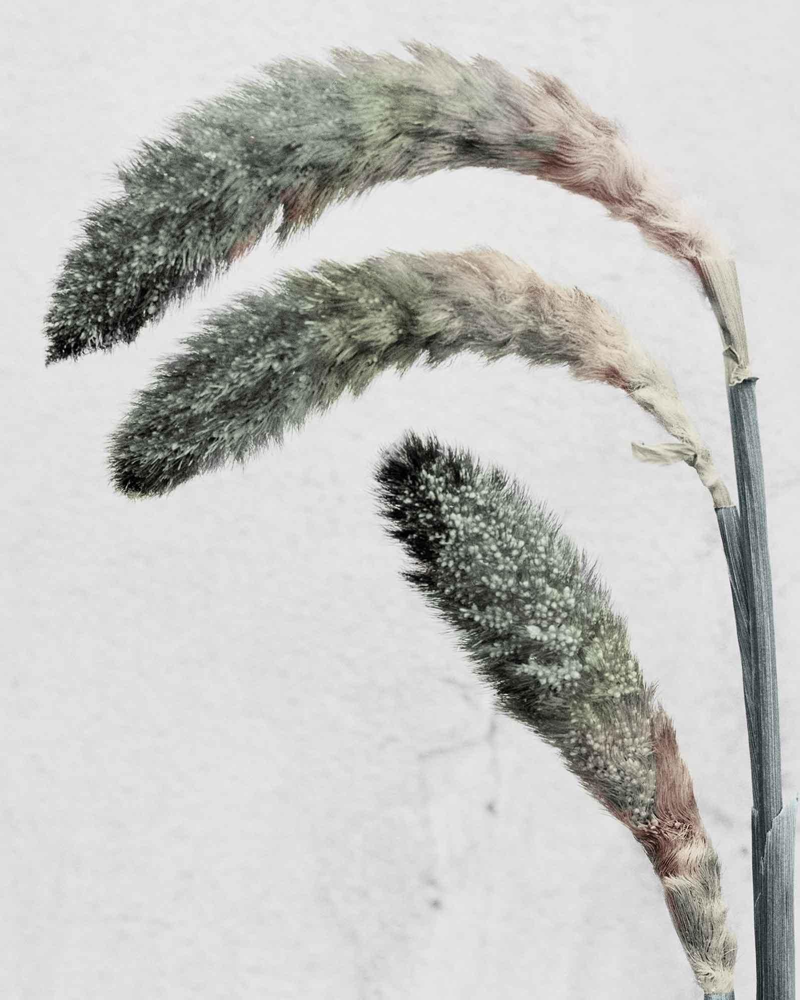 Botanica #22 (Pennisetum) - Photograph by Vee Speers