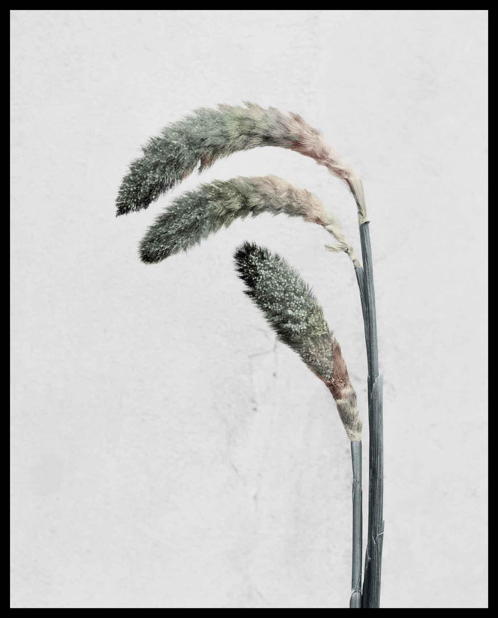 Botanica #22 (Pennisetum) - Contemporary Photograph by Vee Speers