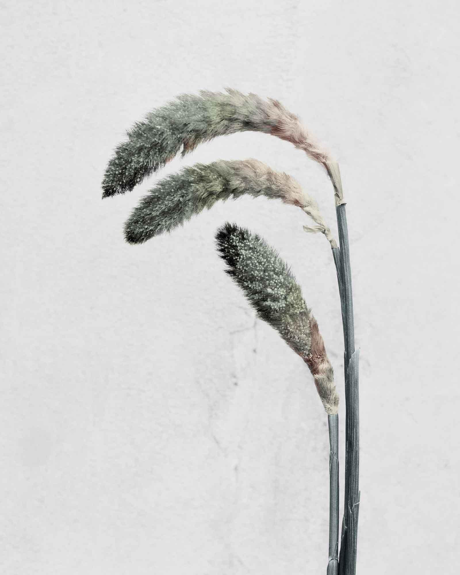 Vee Speers Still-Life Photograph - Botanica #22 (Pennisetum)