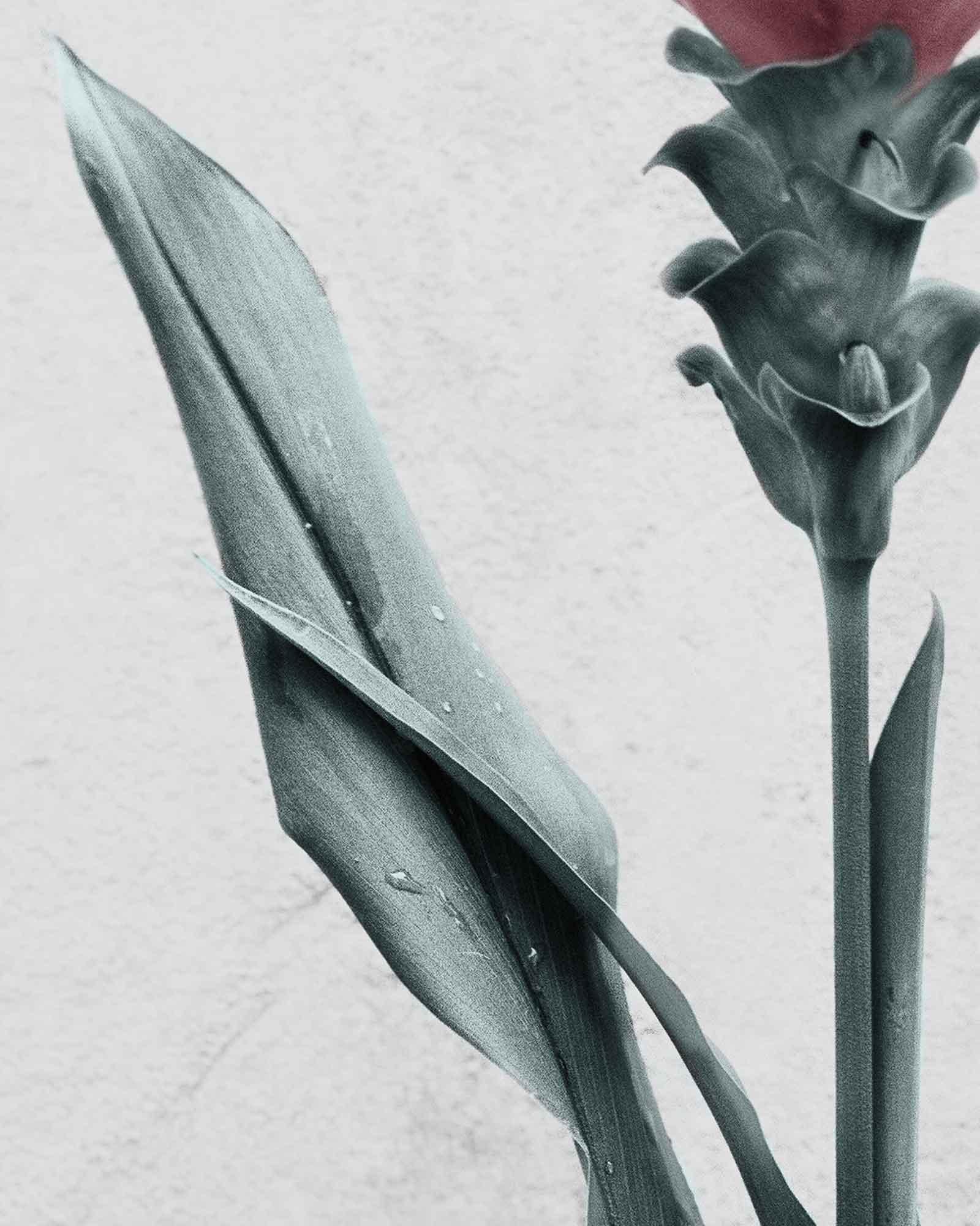 Botanica #26 (Curcuma) - Contemporary Photograph by Vee Speers