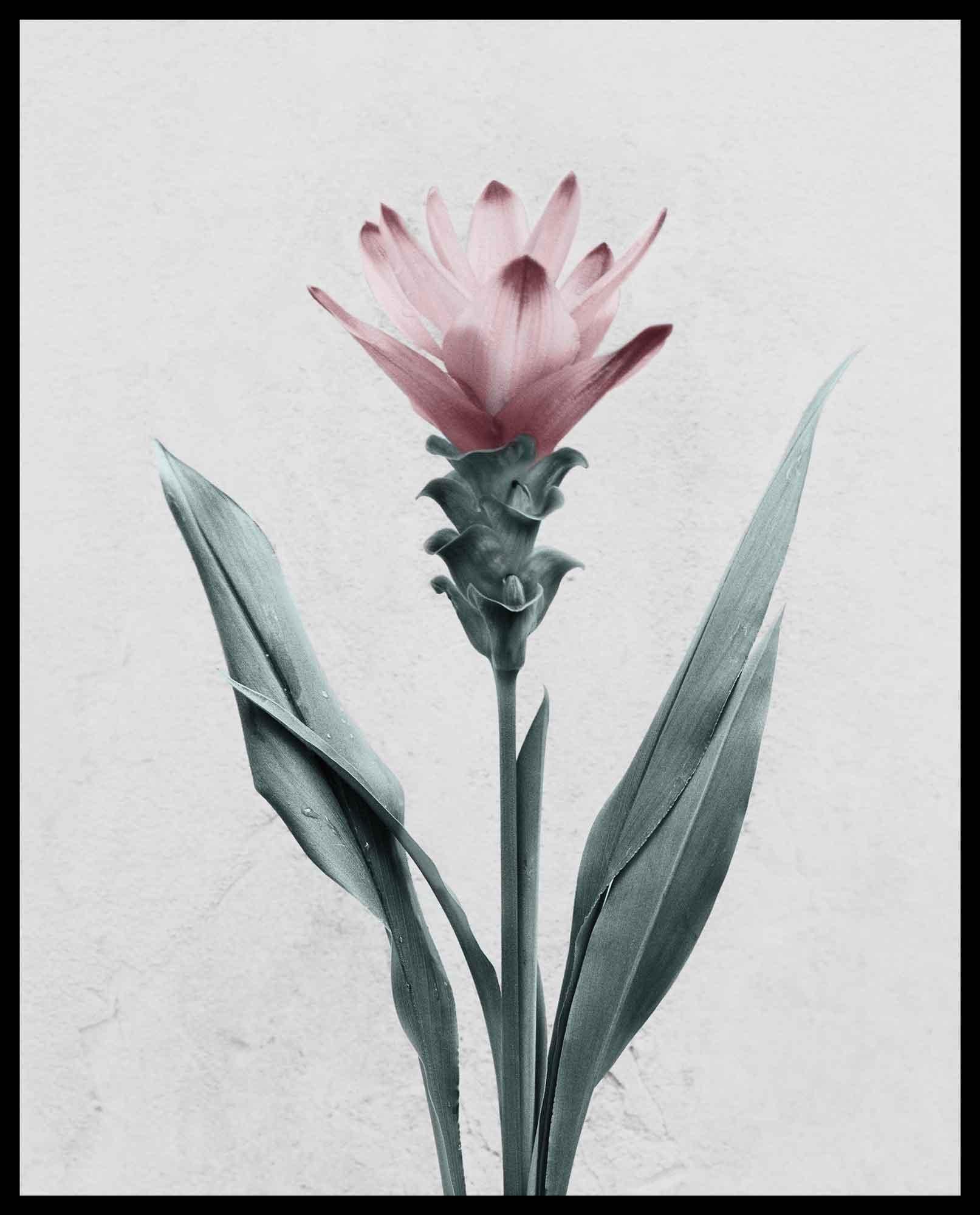 Botanica #26 (Curcuma) - Gray Color Photograph by Vee Speers