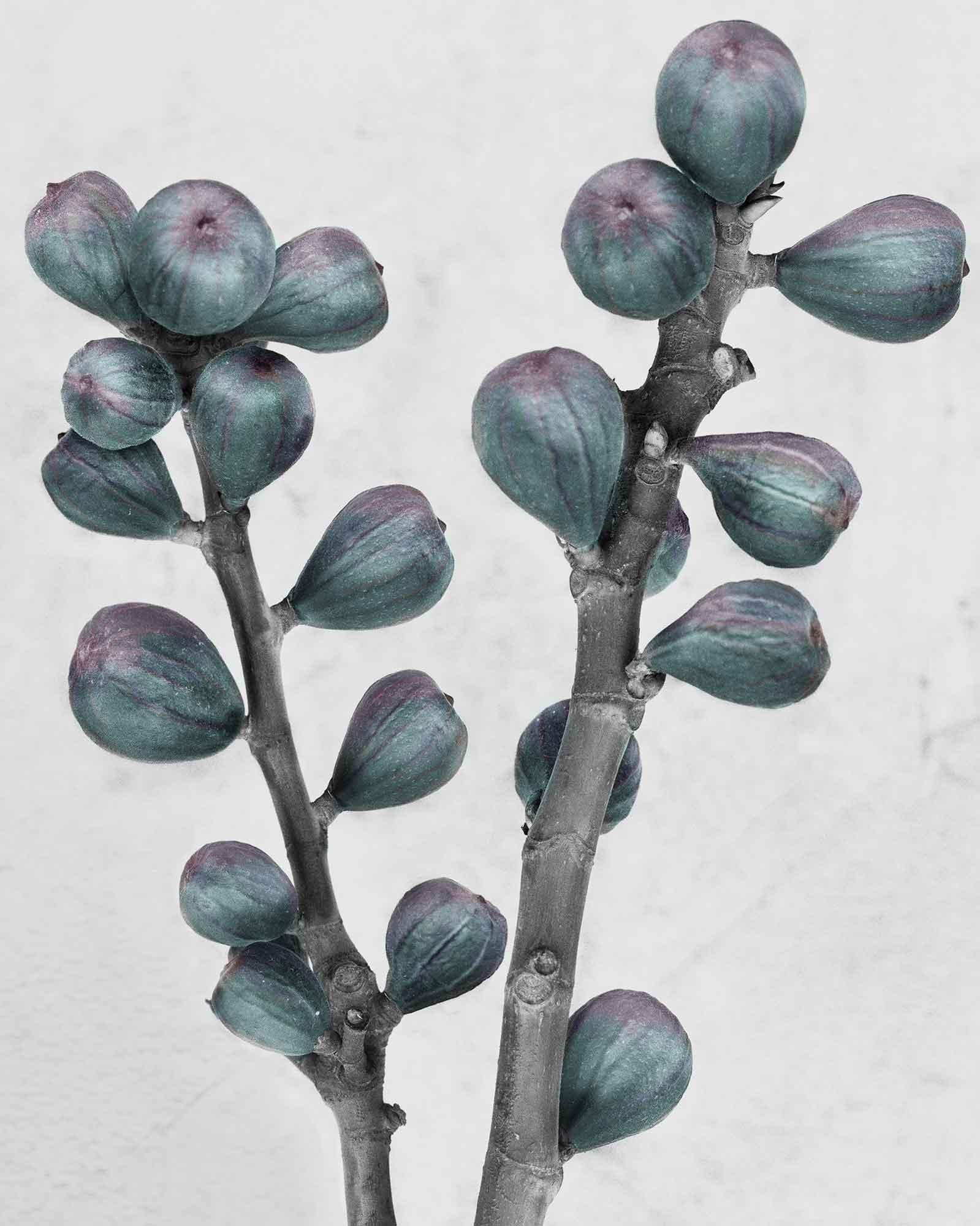 Botanica #27 (Ficus Carica) - Photograph by Vee Speers