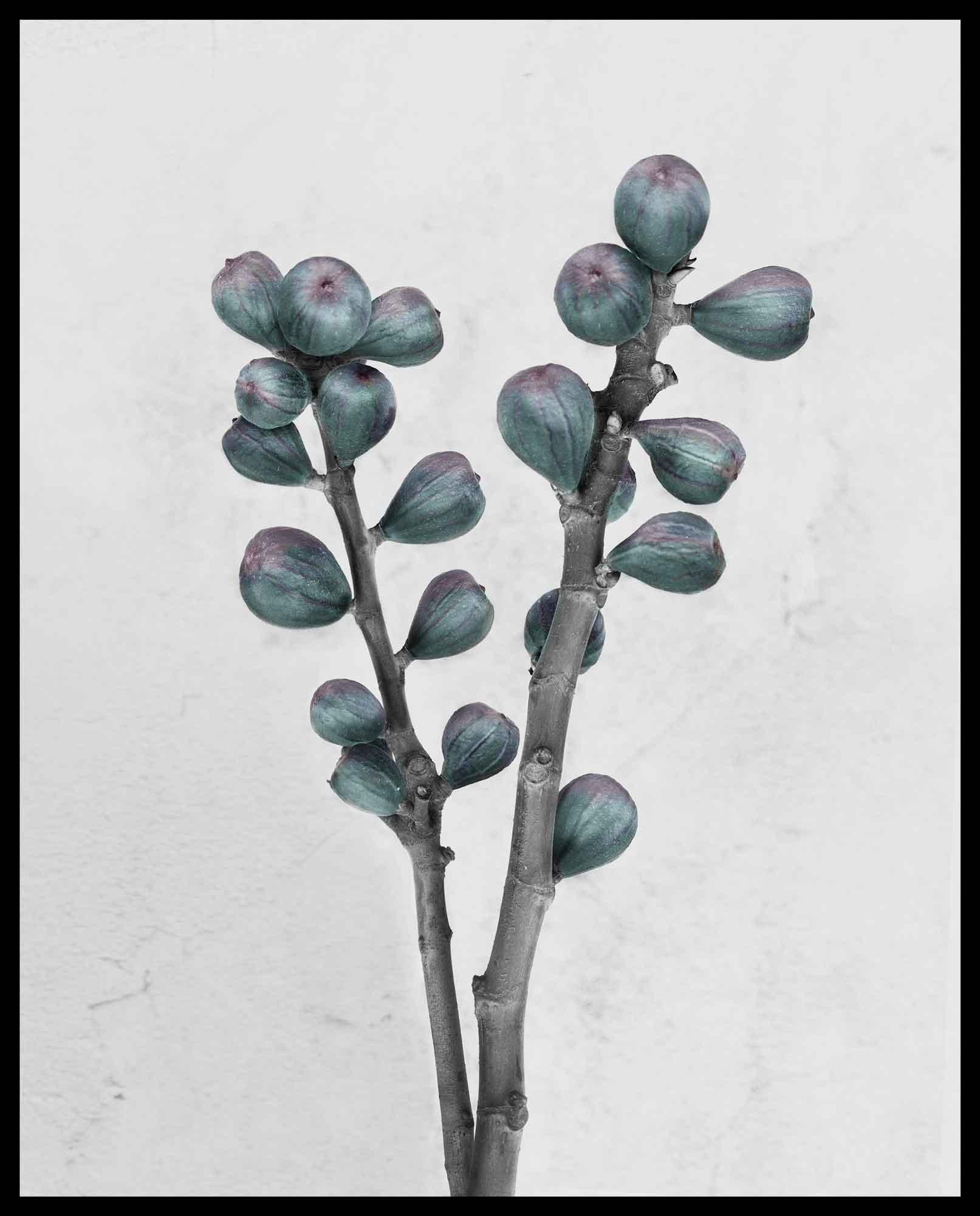 Botanica #27 (Ficus Carica) - Gray Still-Life Photograph by Vee Speers