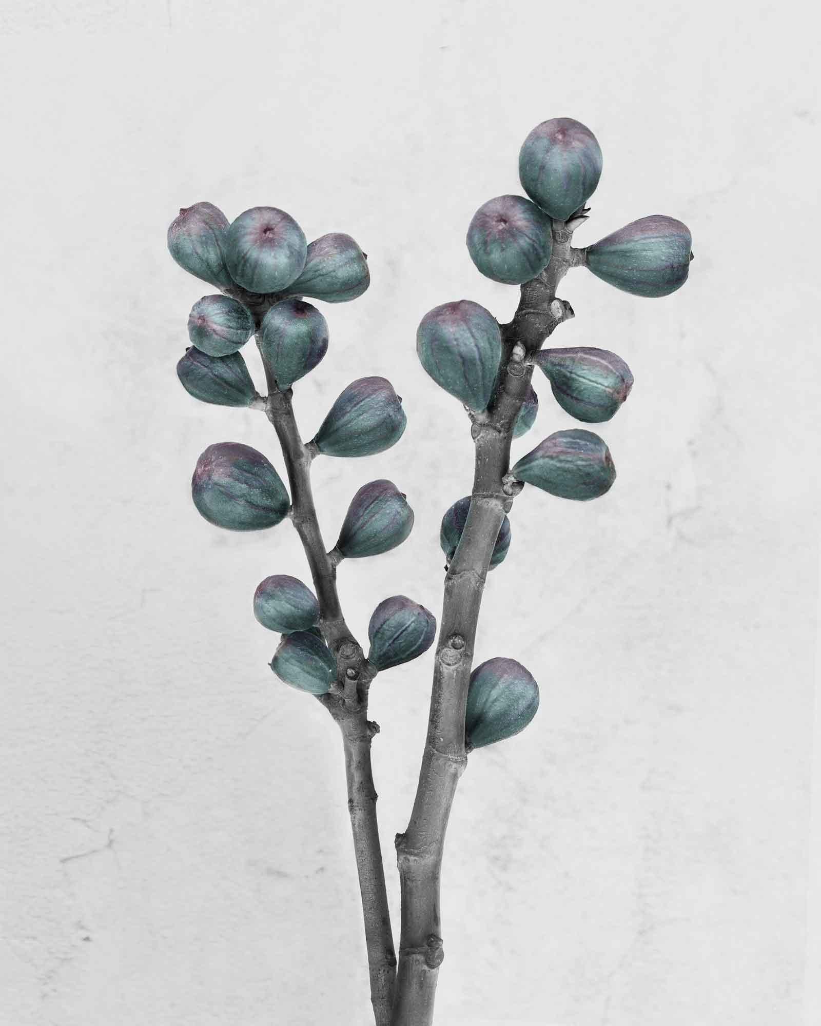 Vee Speers Still-Life Photograph - Botanica #27 (Ficus Carica)