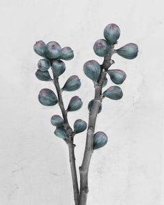 Botanica n°27 (Ficus Carica)