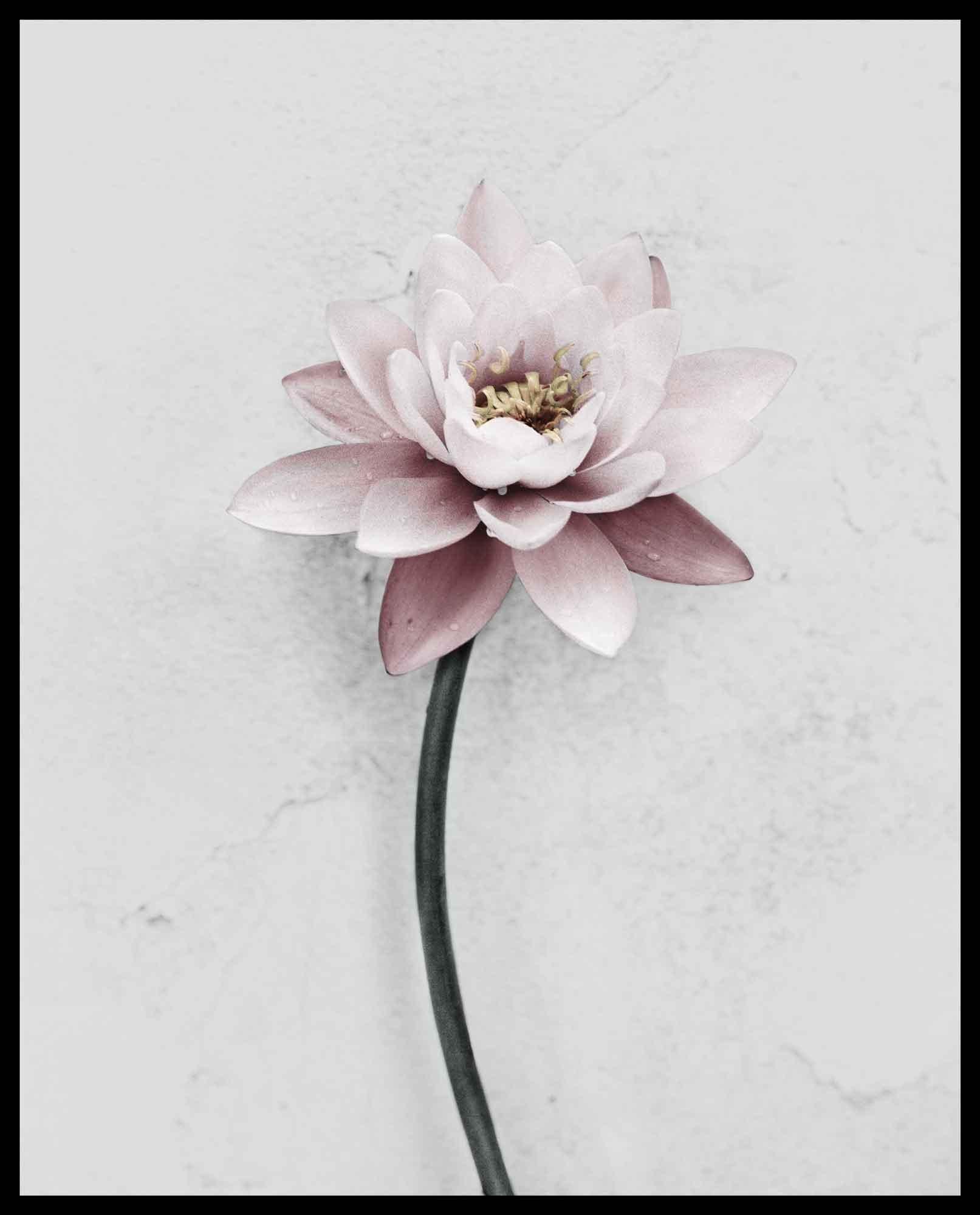 Botanica #29 (Lotus) – Photograph von Vee Speers