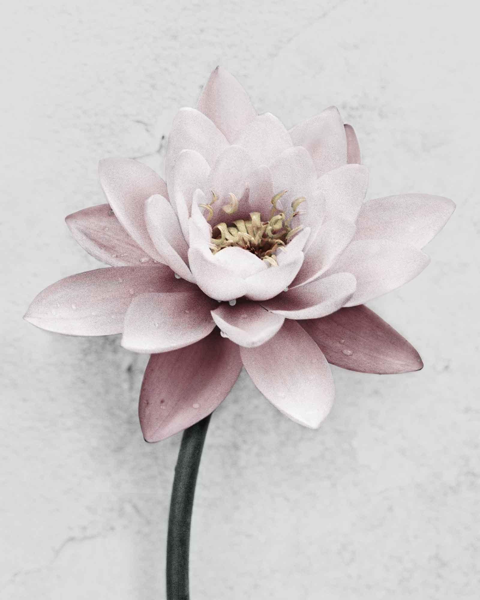 Botanica #29 (Lotus) (Zeitgenössisch), Photograph, von Vee Speers