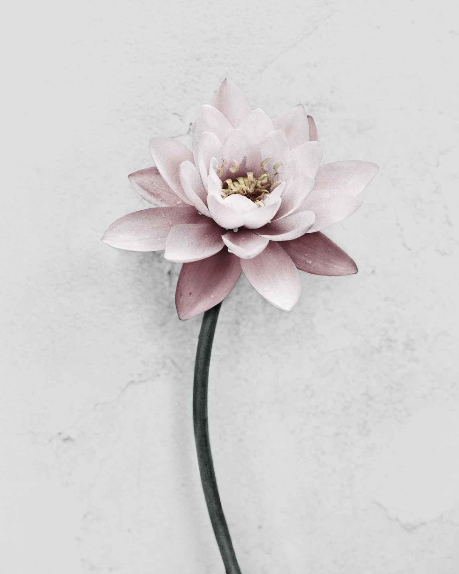 Vee Speers Still-Life Photograph – Botanica #29 (Lotus)