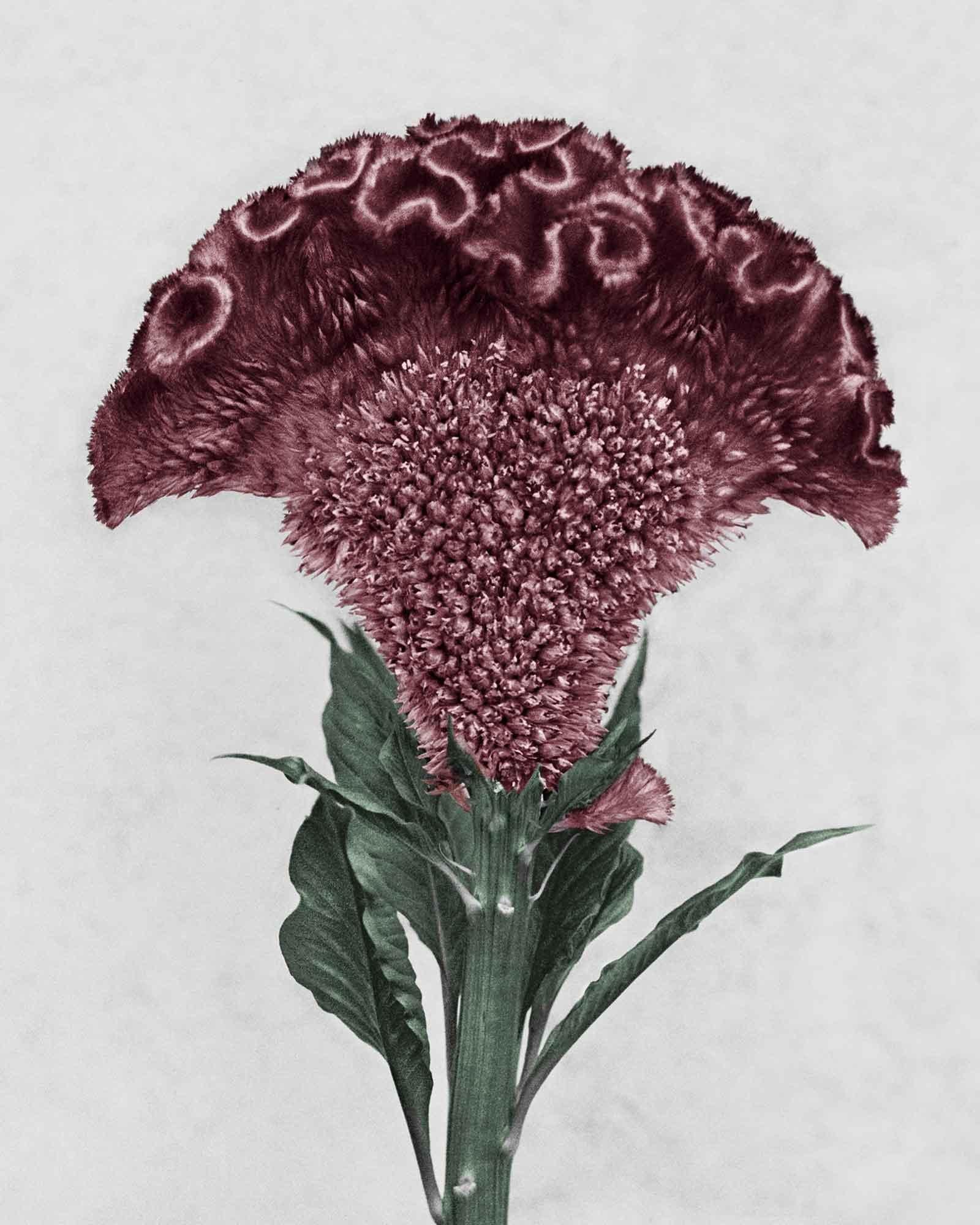Botanica #3 (Celosia Cristata) - Photograph by Vee Speers