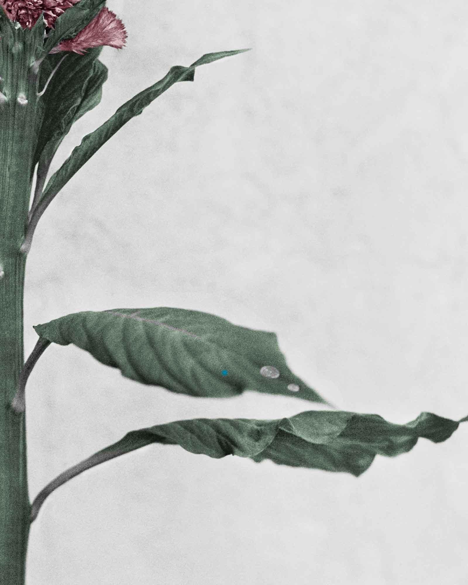 Botanica #3 (Celosia Cristata) - Contemporary Photograph by Vee Speers
