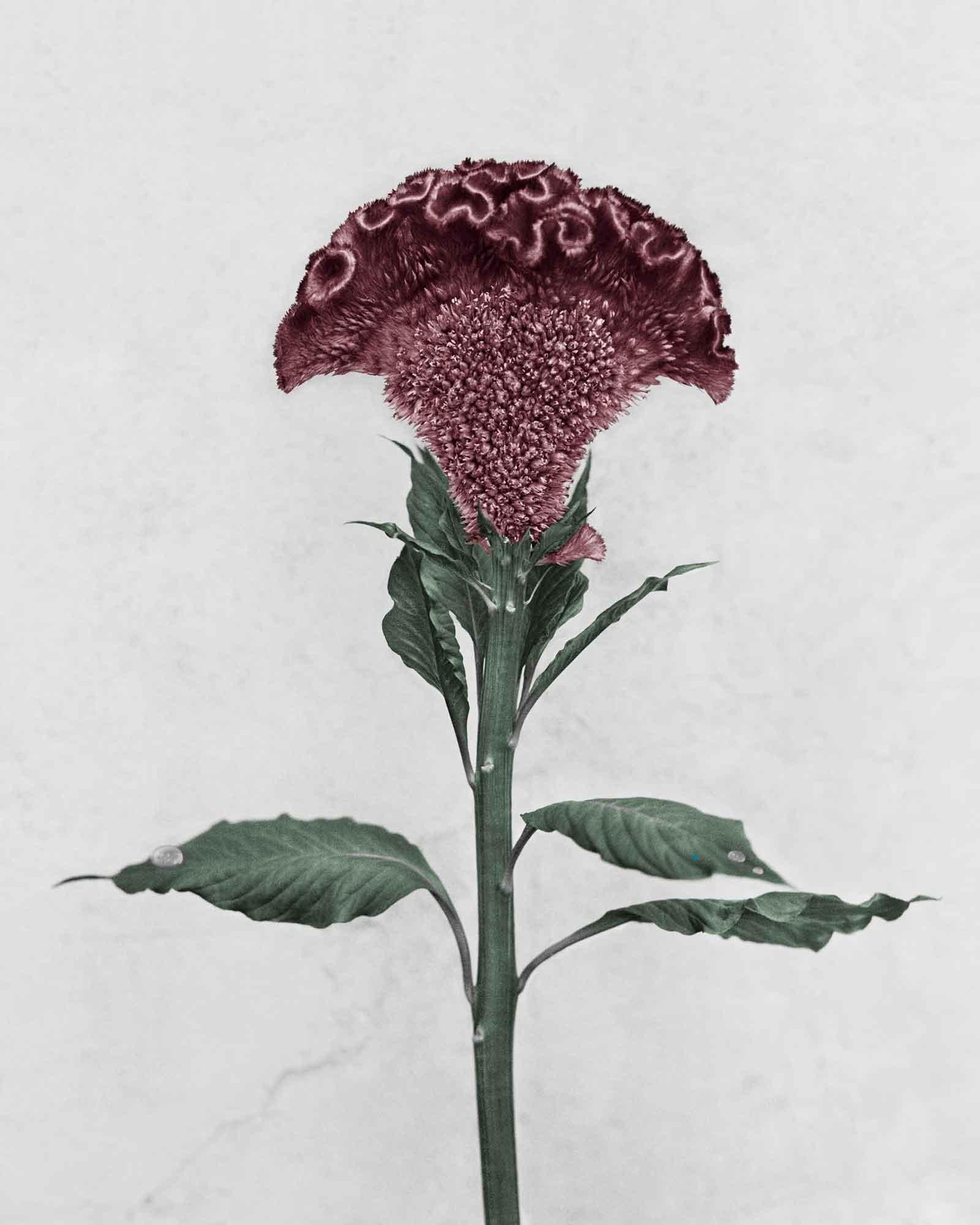 Vee Speers Color Photograph - Botanica #3 (Celosia Cristata)