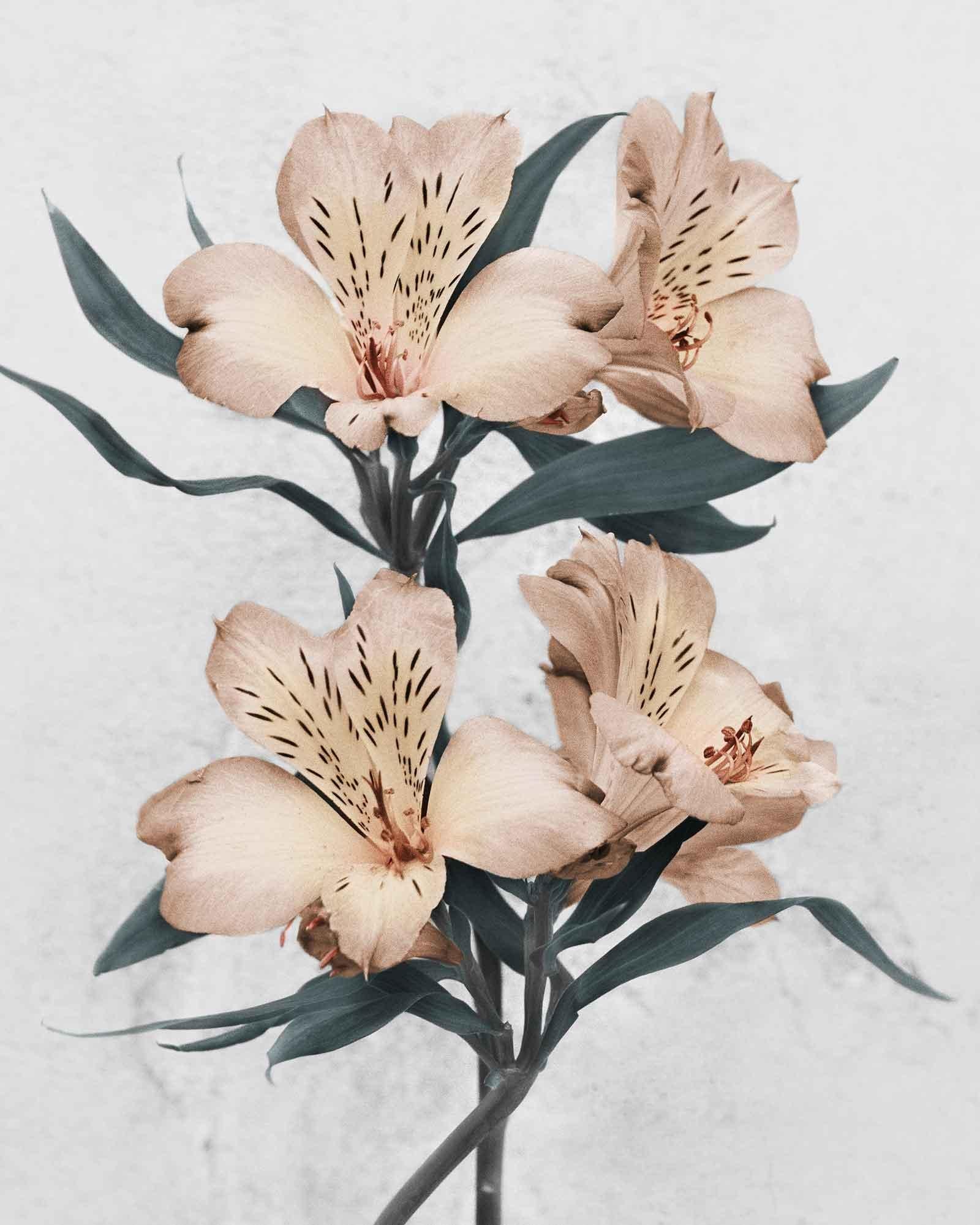 Botanica #30 (Alstroemeria) - Photograph by Vee Speers