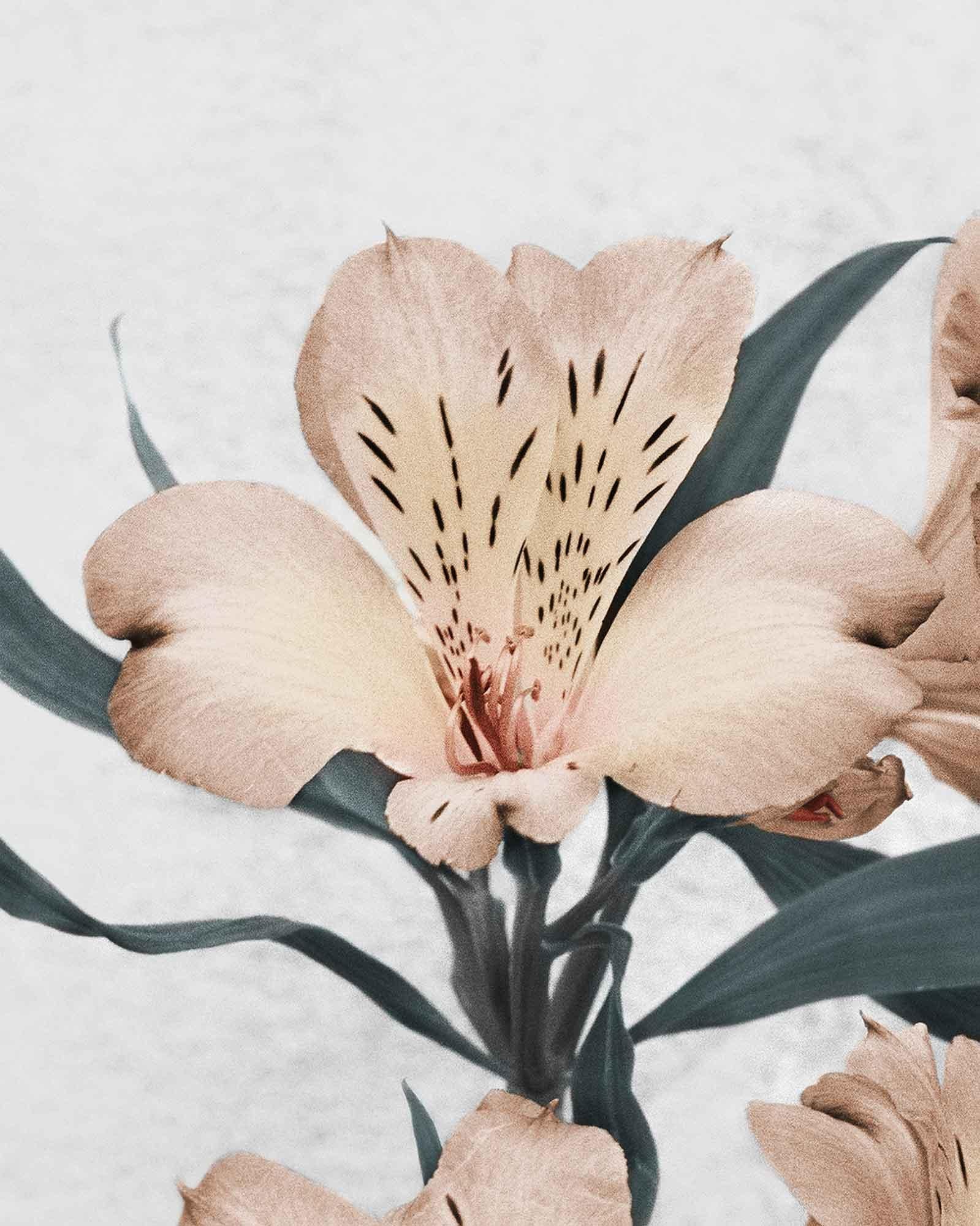 Botanica #30 (Alstroemeria) - Contemporary Photograph by Vee Speers