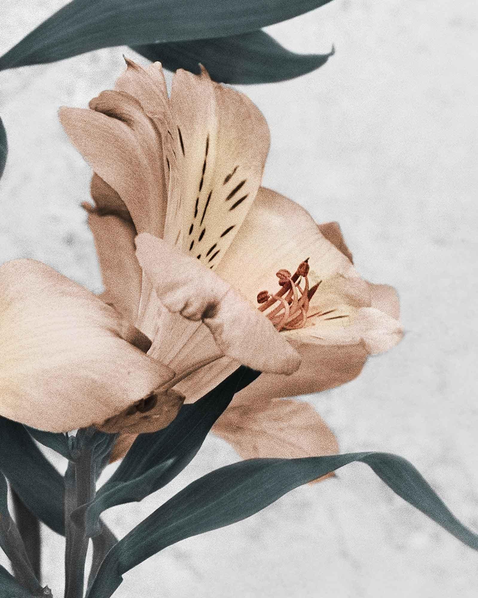 Botanica n°30 (Alstroemeria) - Gris Color Photograph par Vee Speers