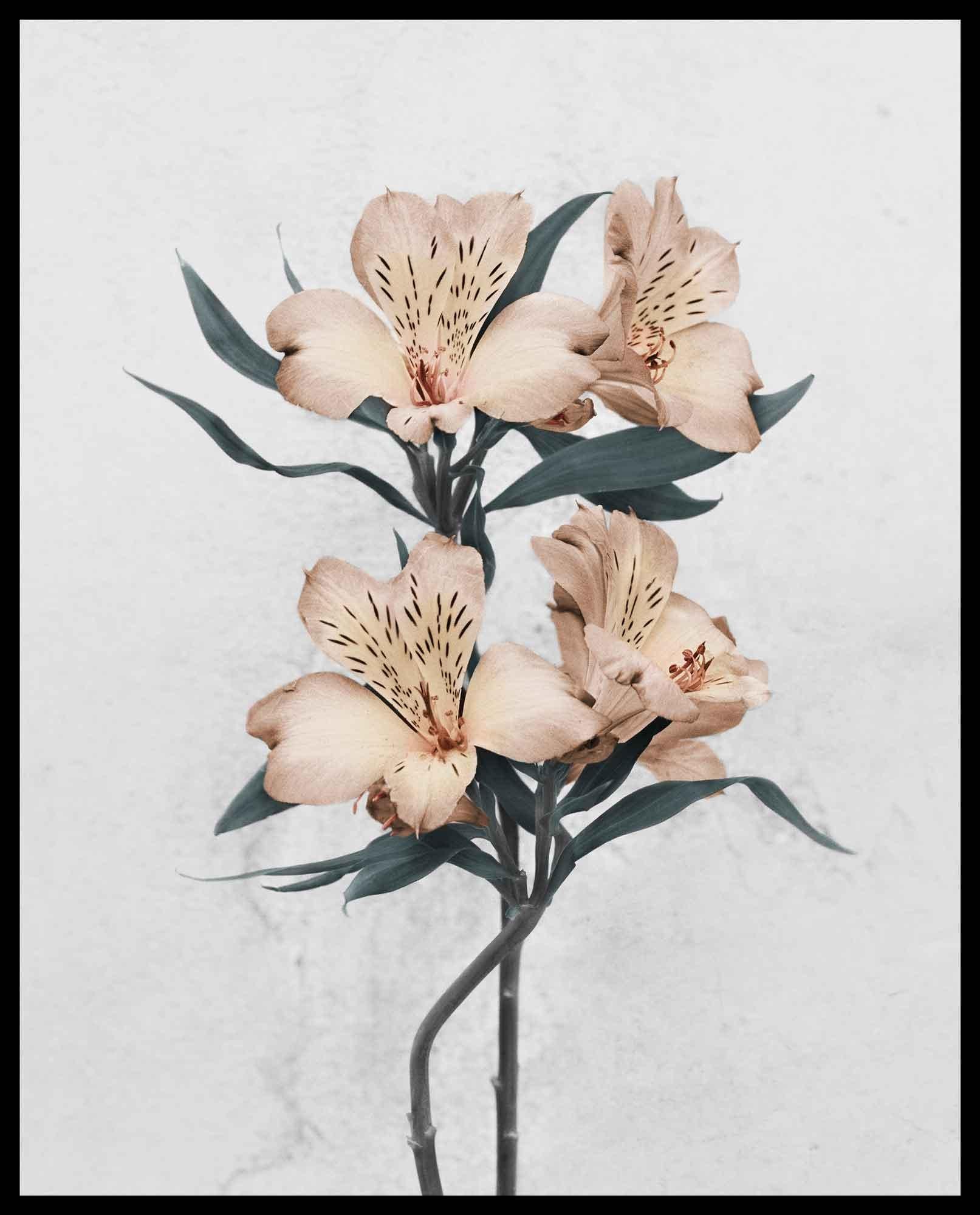 Botanica est une collection de portraits de fleurs photographiées en noir et blanc puis subtilement colorées pour les mettre en valeur et les transformer. Cette série symbolise un moment de solitude paisible dans un monde de plus en plus complexe,