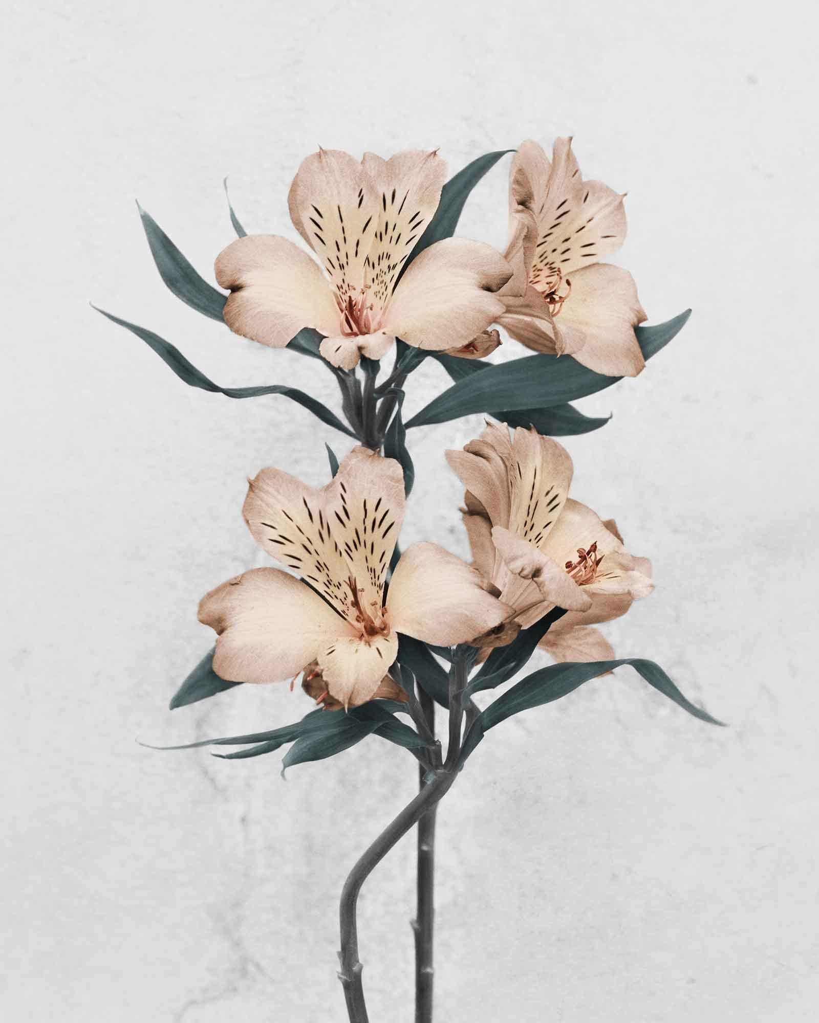 Vee Speers Color Photograph - Botanica #30 (Alstroemeria)