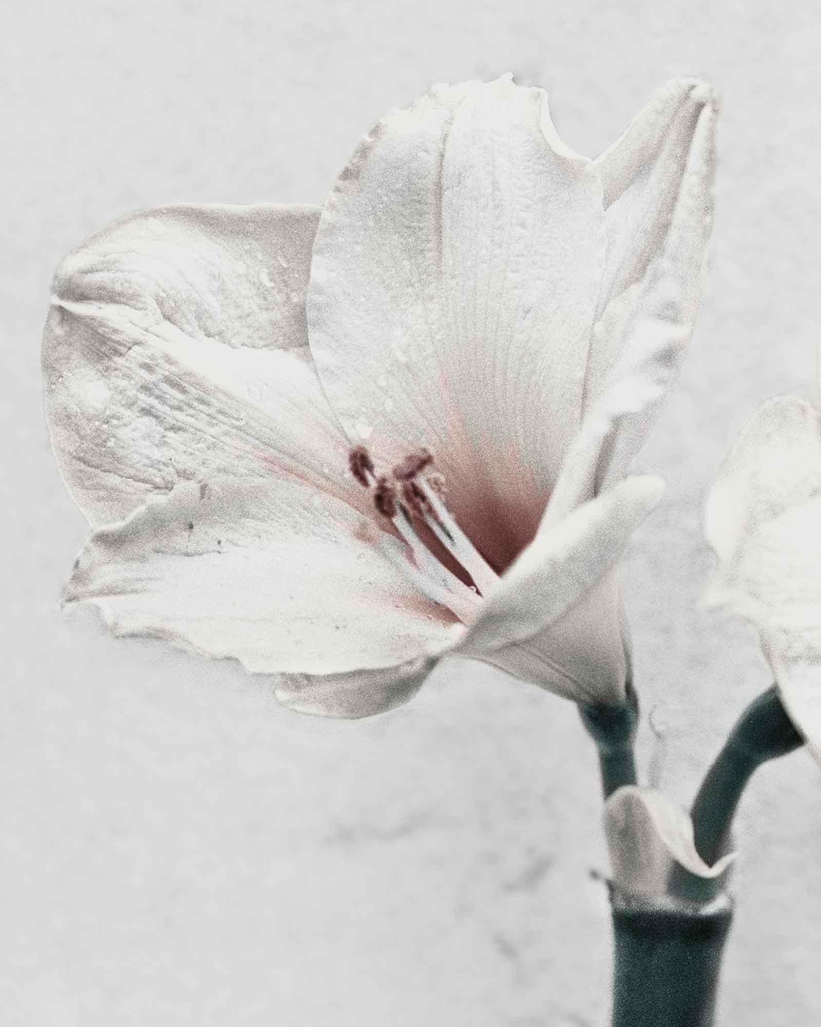 Botanica #5 (Amaryllis) - Photograph by Vee Speers