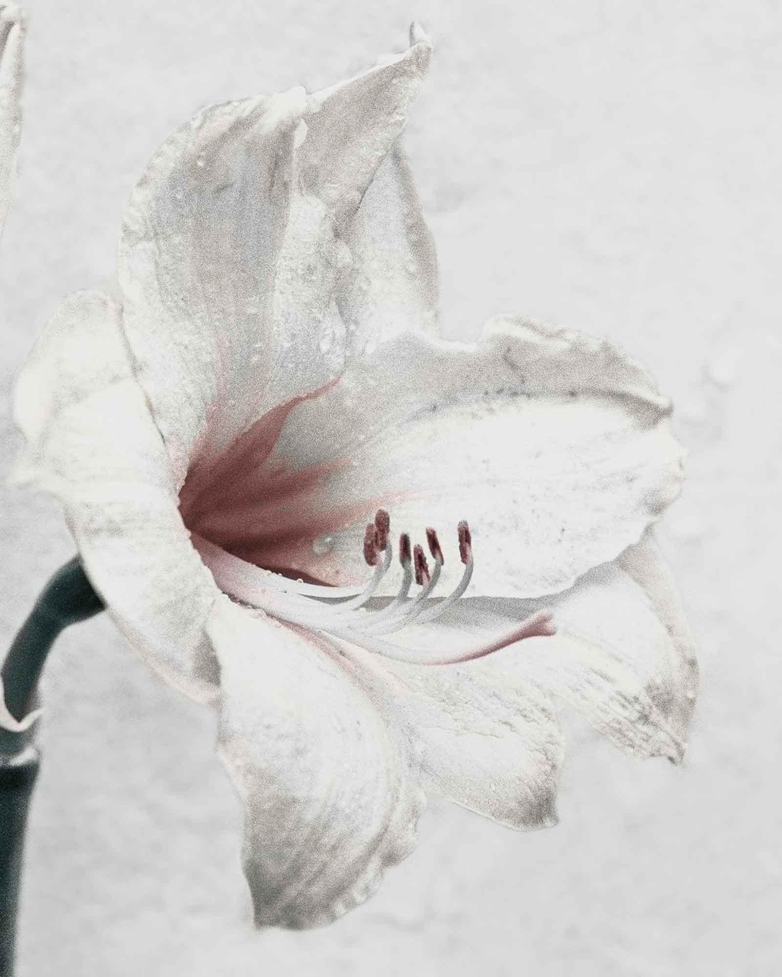 Botanica #5 (Amaryllis) - Contemporary Photograph by Vee Speers