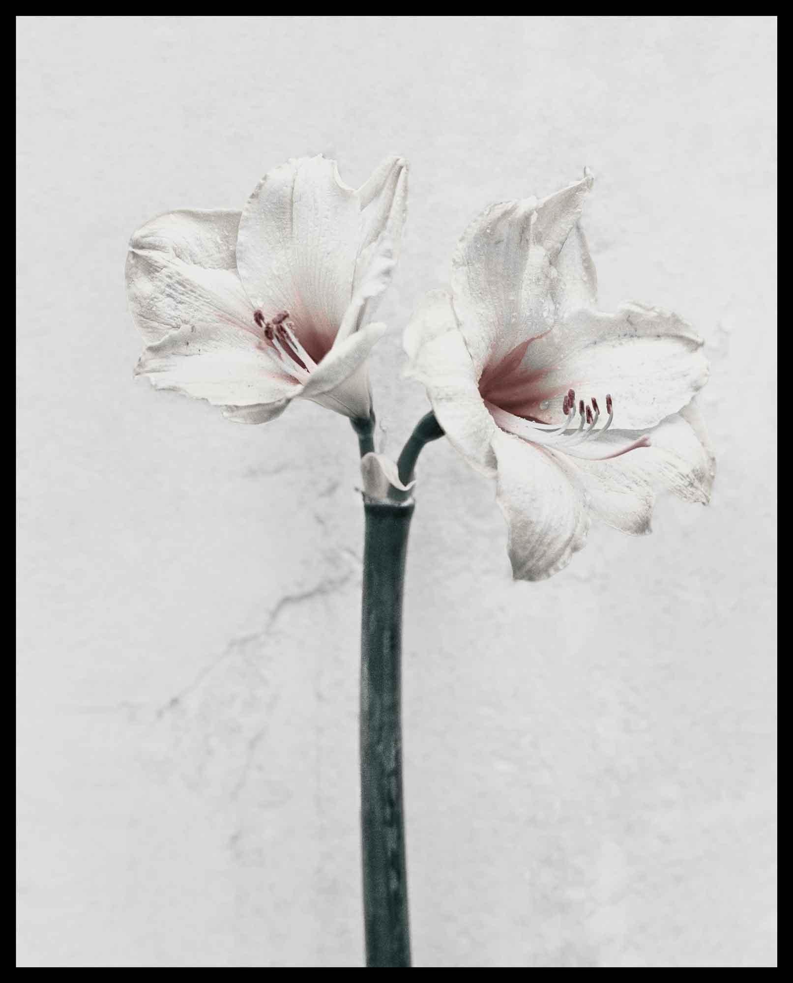 Botanica is a collection of portraits of flowers photographed in black and white then subtly coloured to enhance and transform them. This series symbolises a moment of peaceful solitude in a world that is becoming increasingly complex, creating a